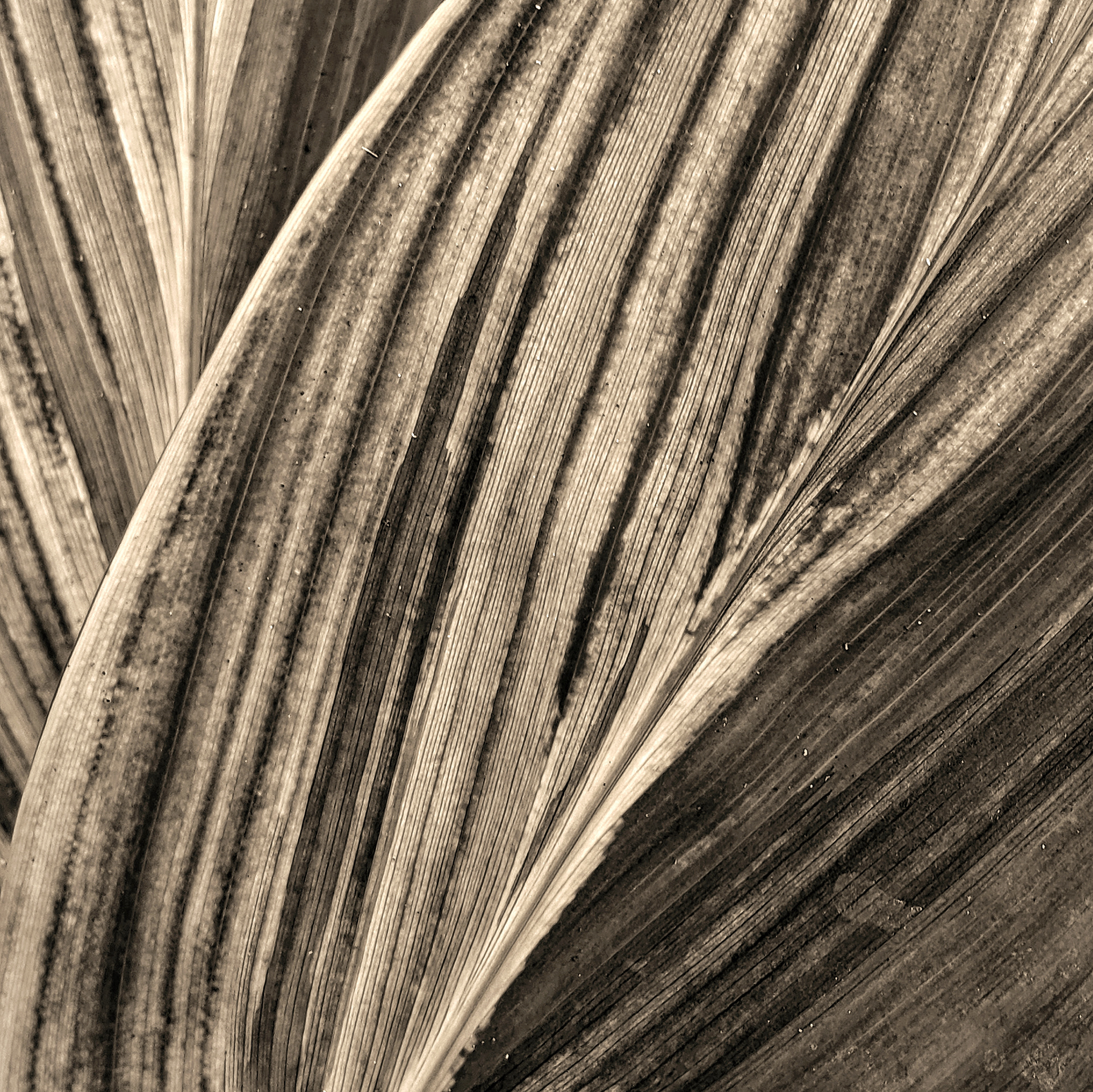 Soft Stripes 2021