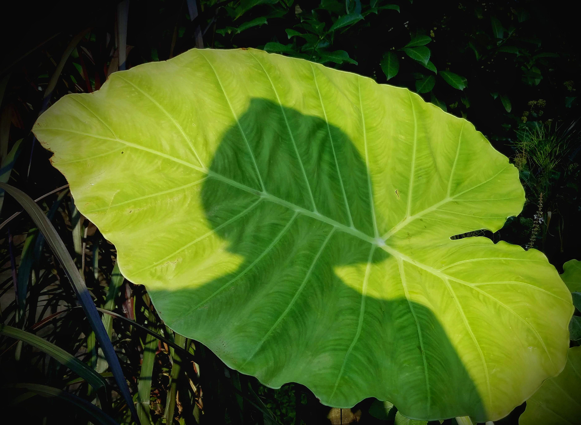 Surreal Selfie - Leaf