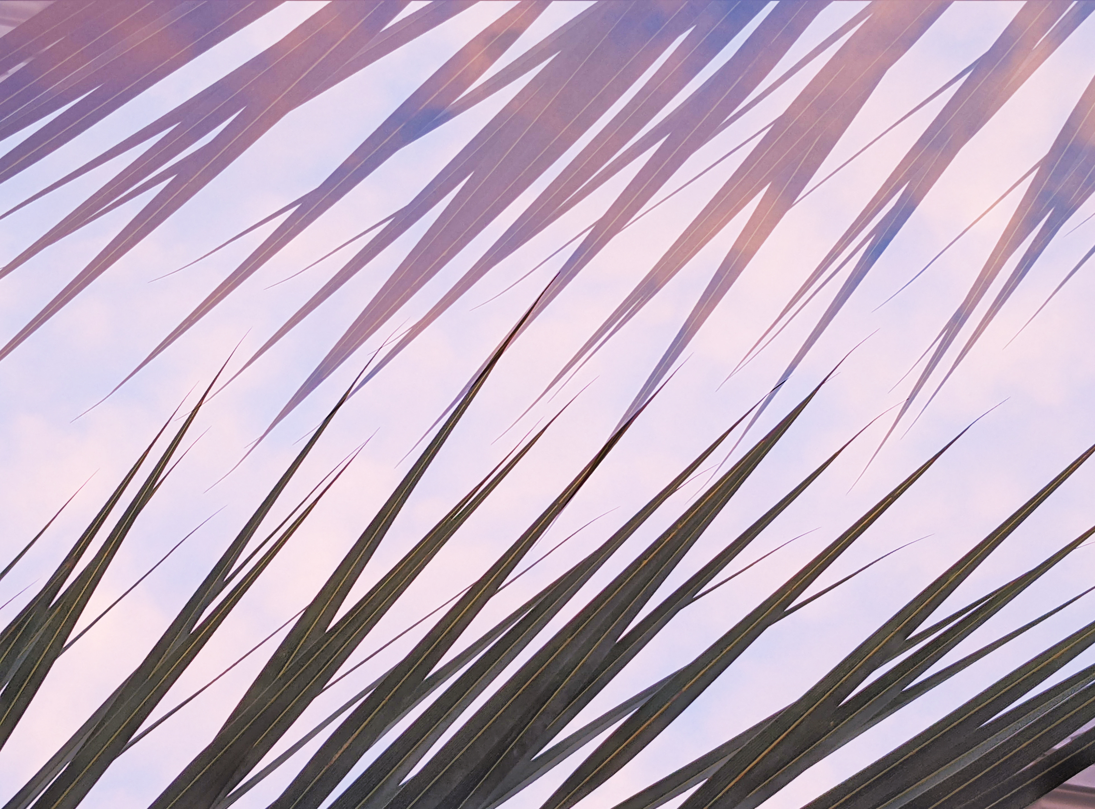 Palm Frond Abstraction Violet