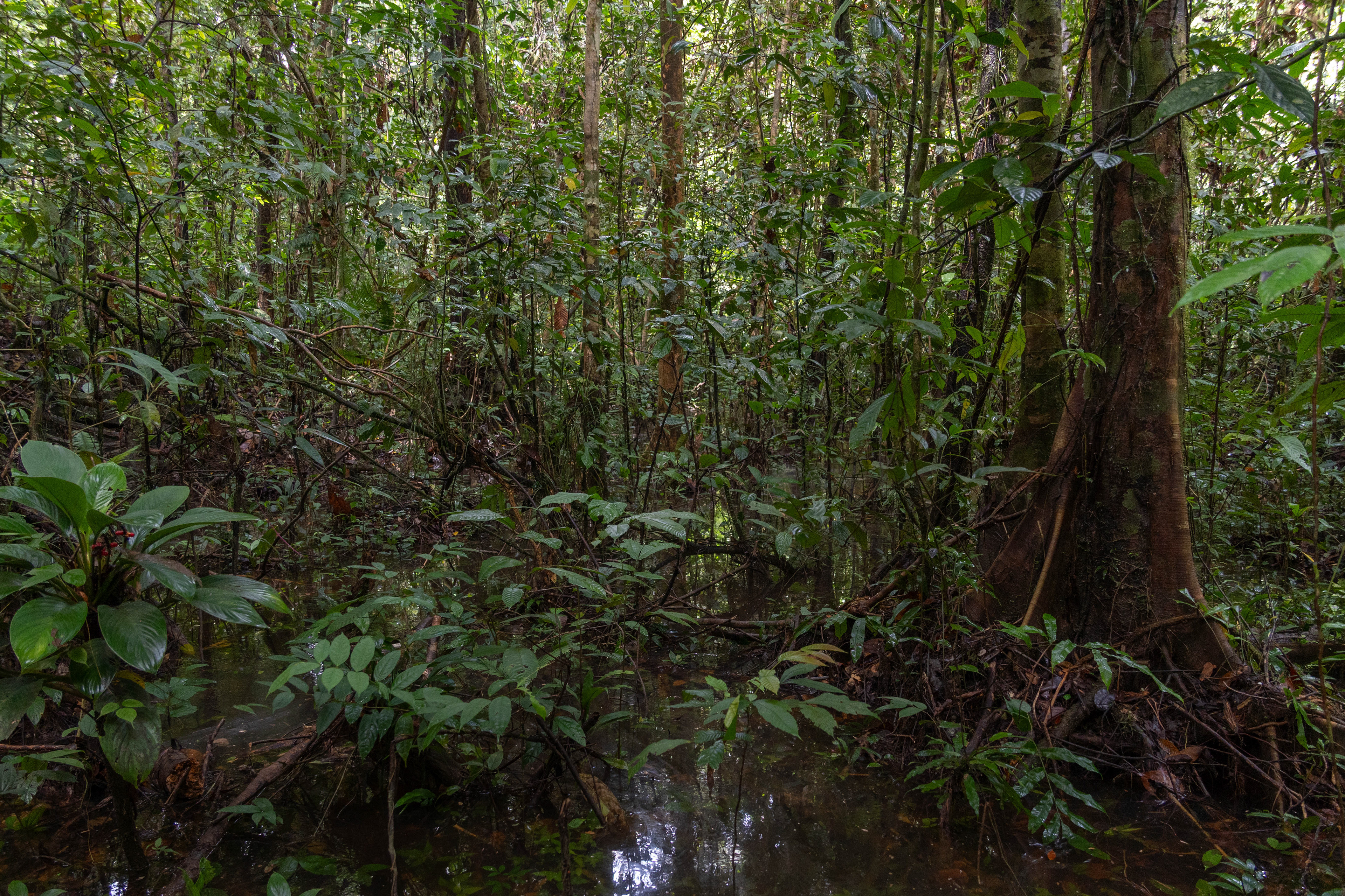 Mulu, Sarawak, Malaysia