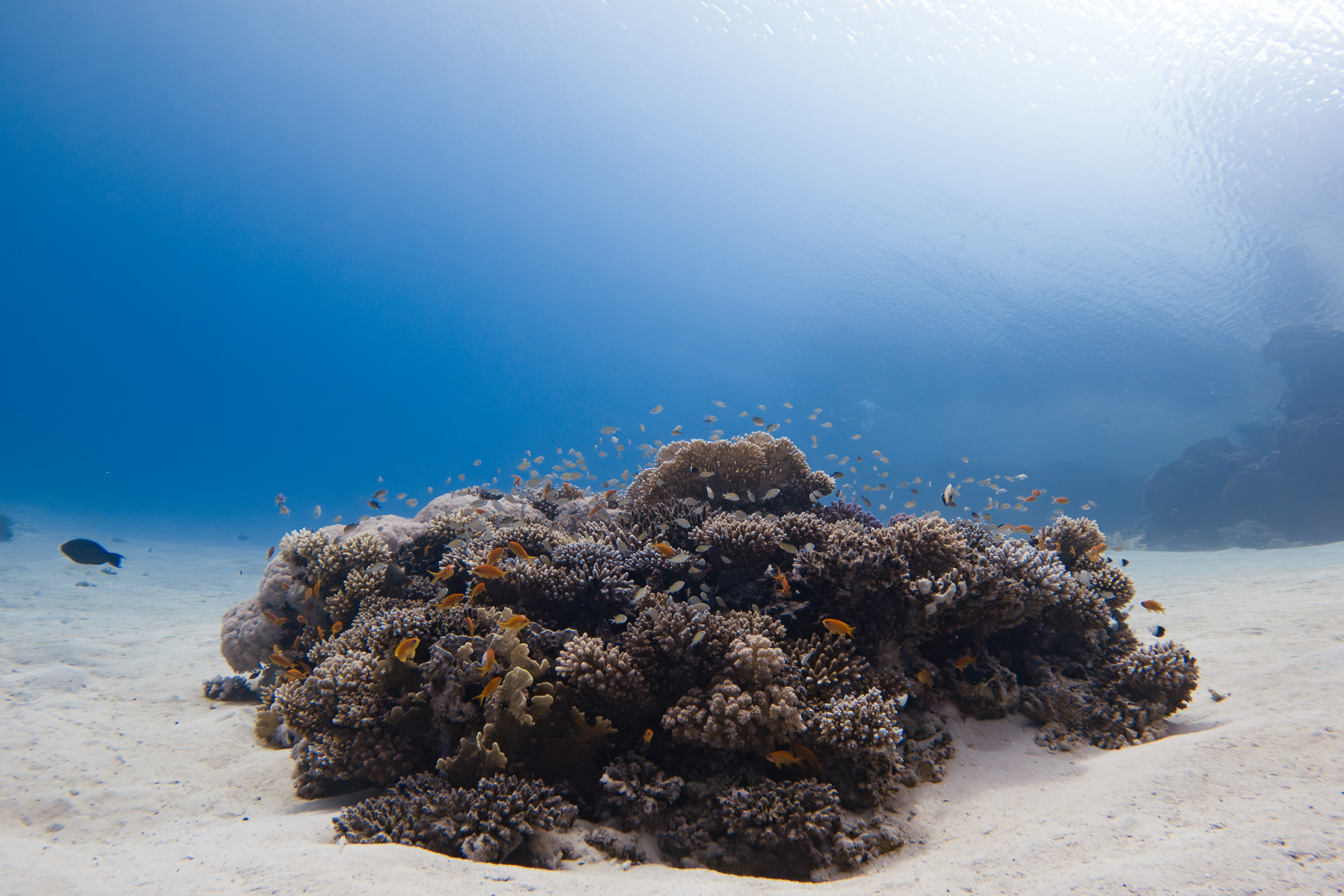 Corals, Egypt