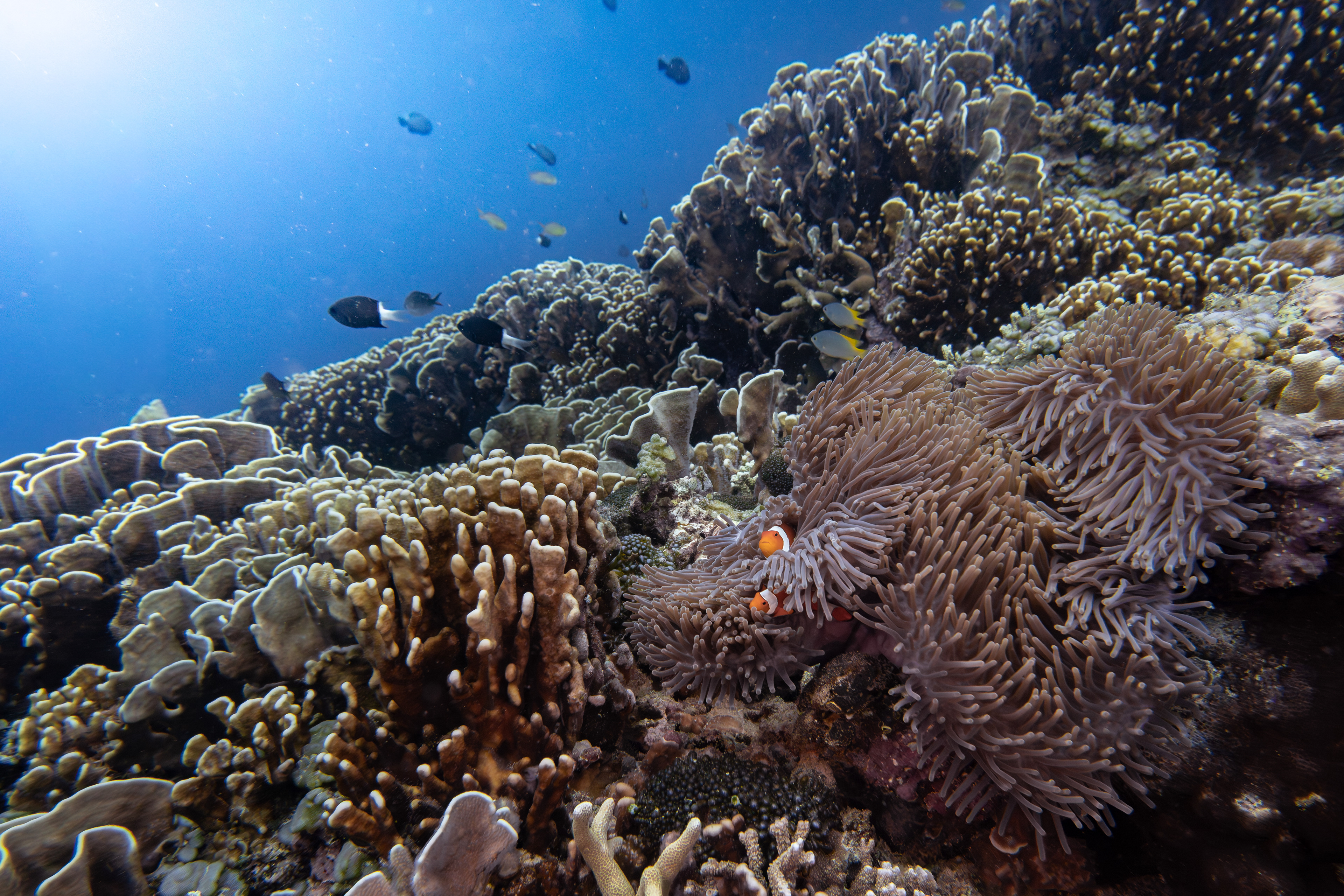 Clownfish, Indonesia