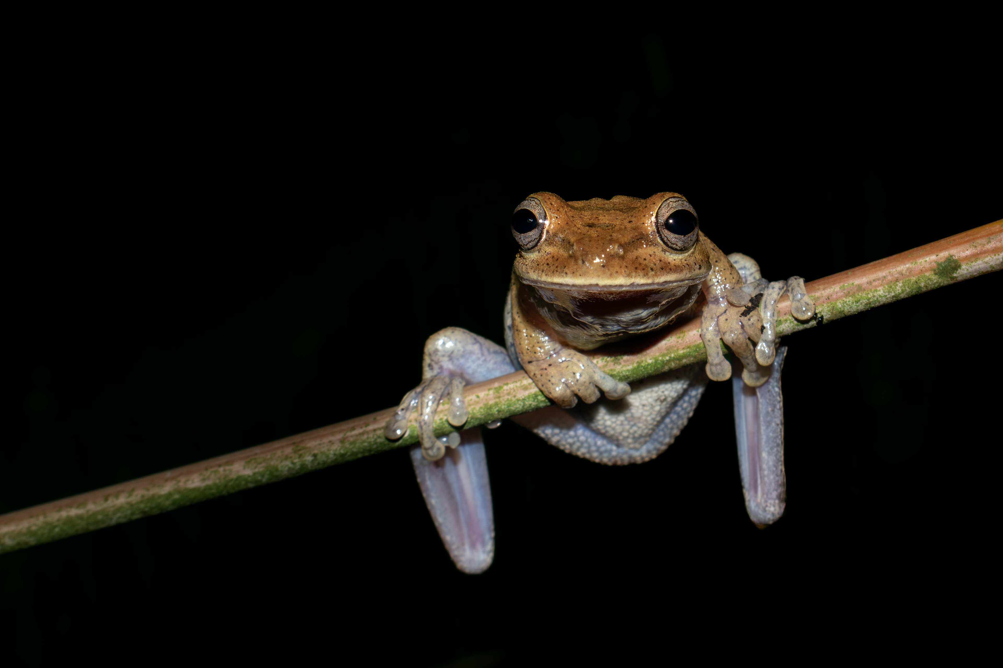 Costa Rica