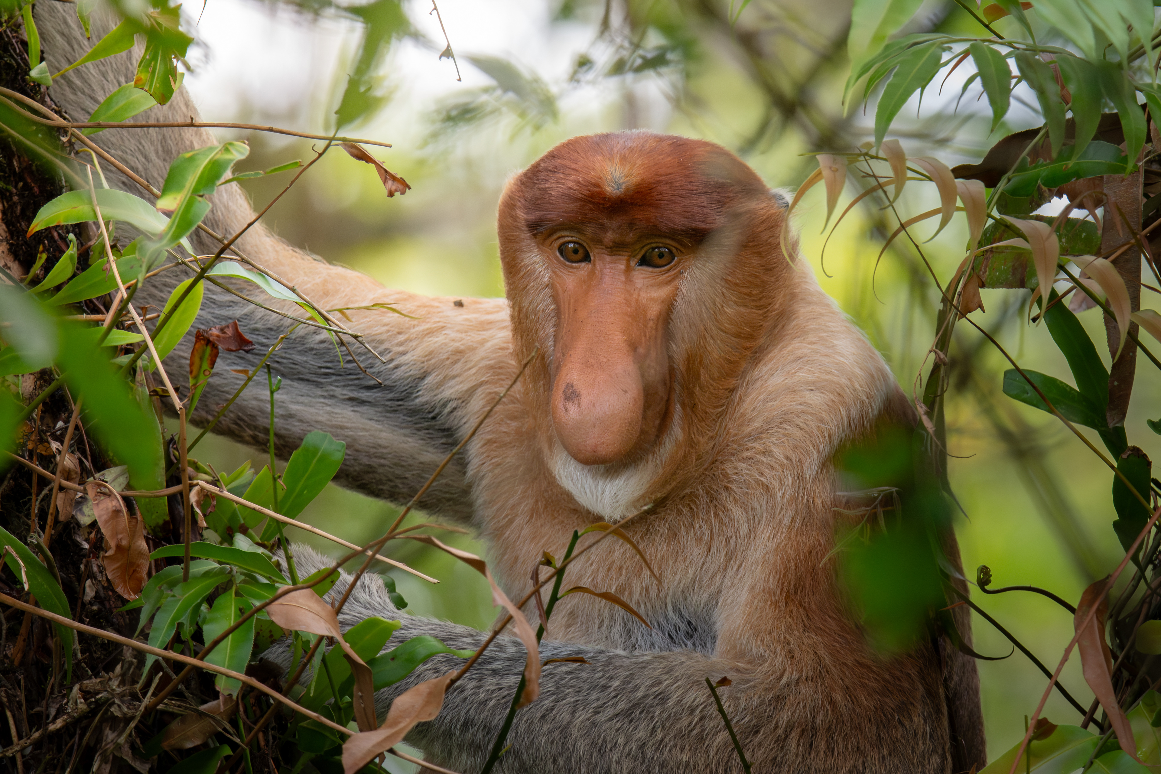 Proboscis monkey, Sarawak, Malaysia