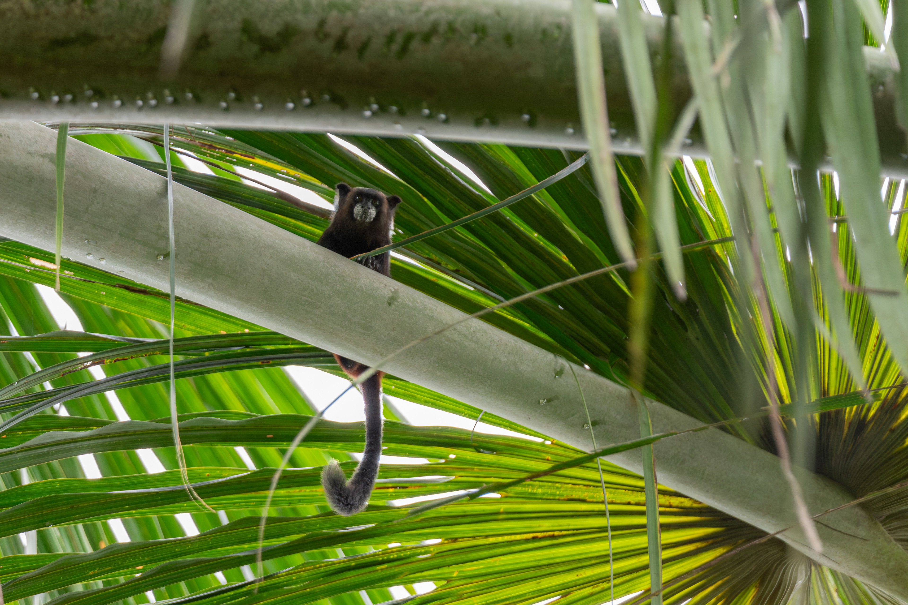 Black-mantled Tamarin, Colombia