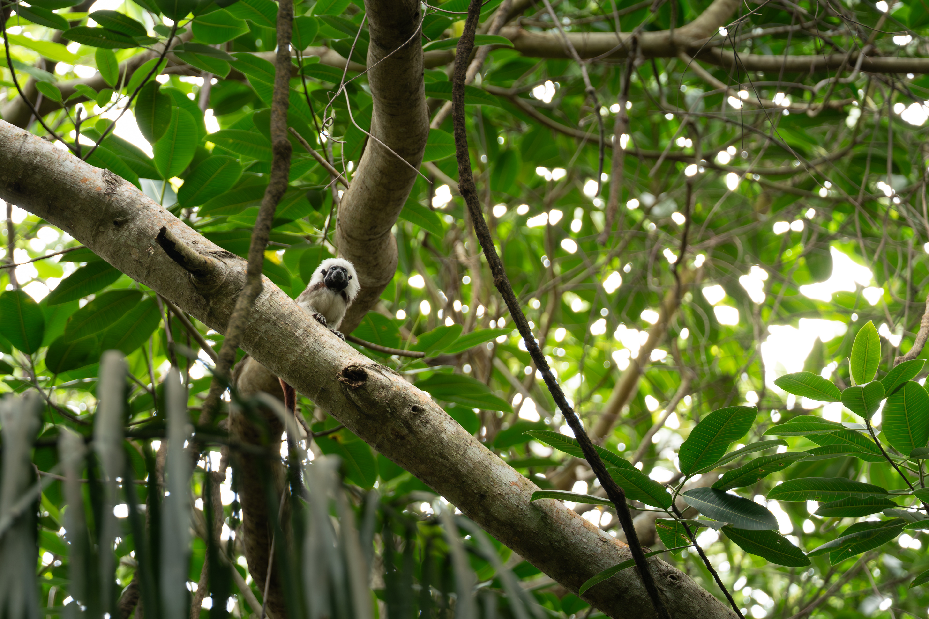 Cotton-top Tamarin, Colombia