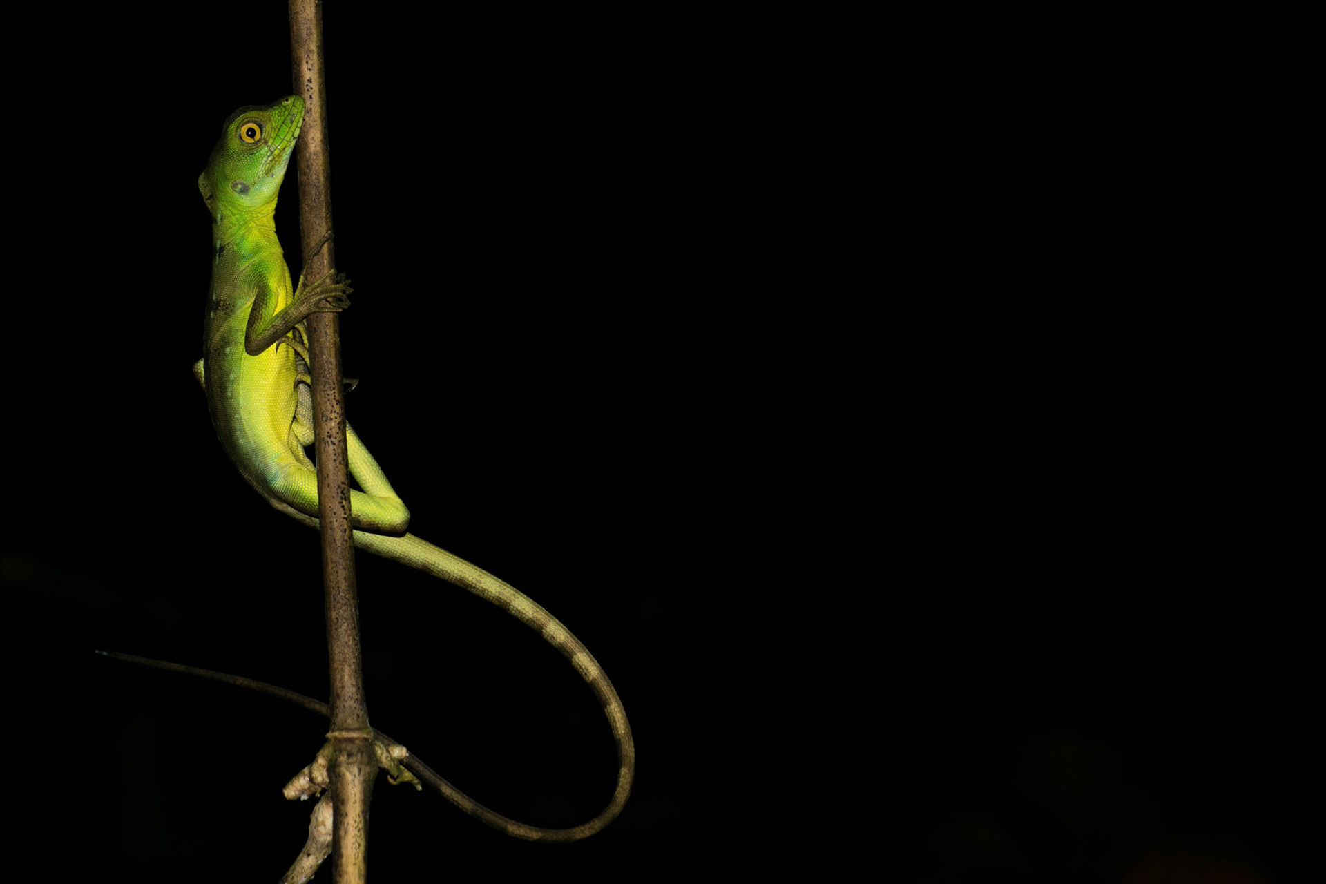 Common basilisk, Costa Rica