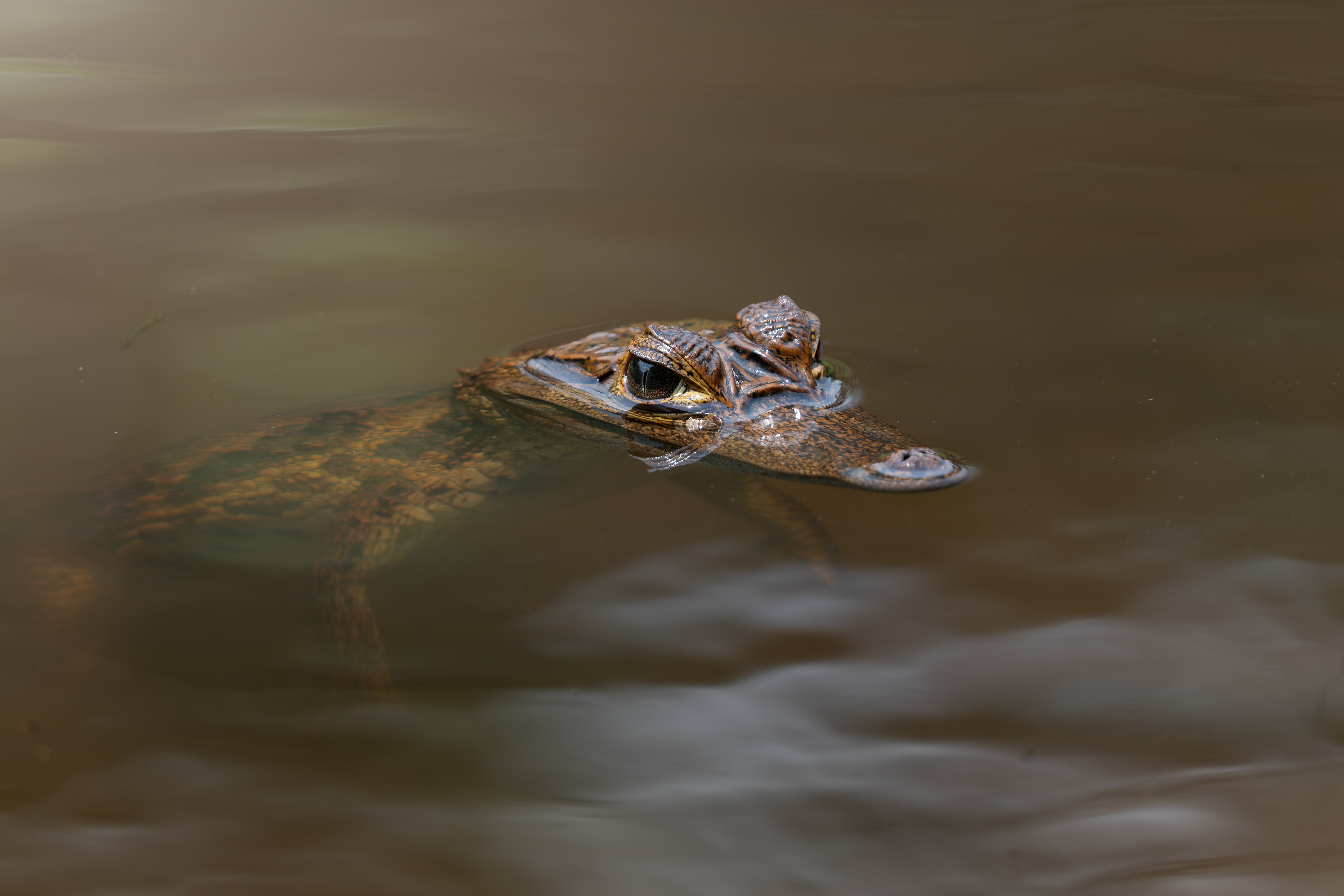 Spectacled Caiman, Ecuador