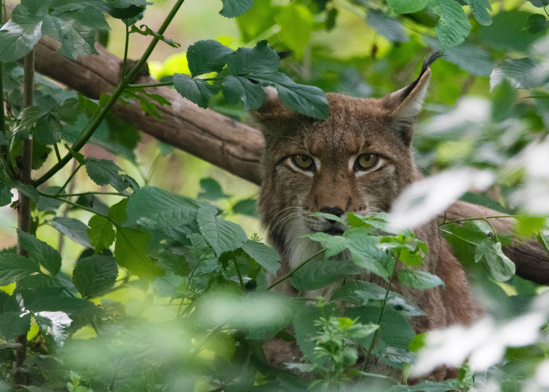 Eurasian lynx, Germany
