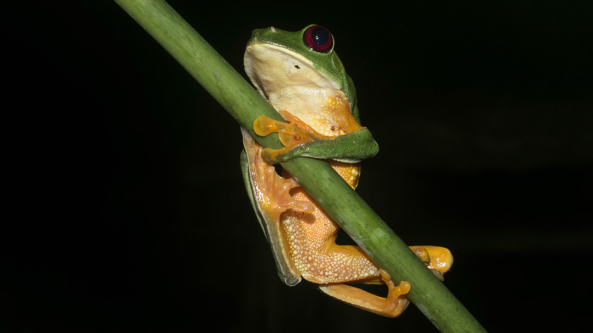Costa Rica