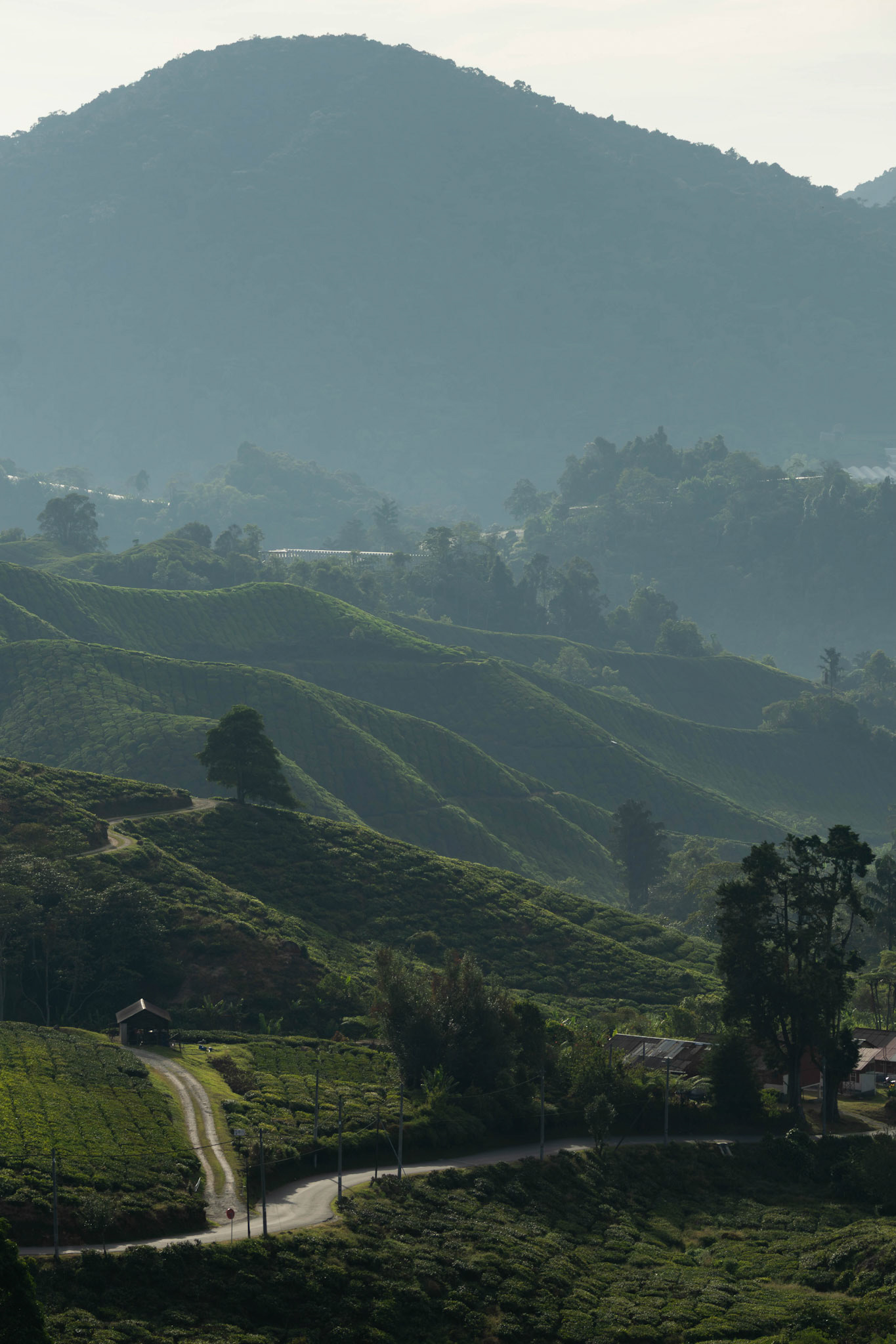 Cameron Highlands, Pahang, Malaysia