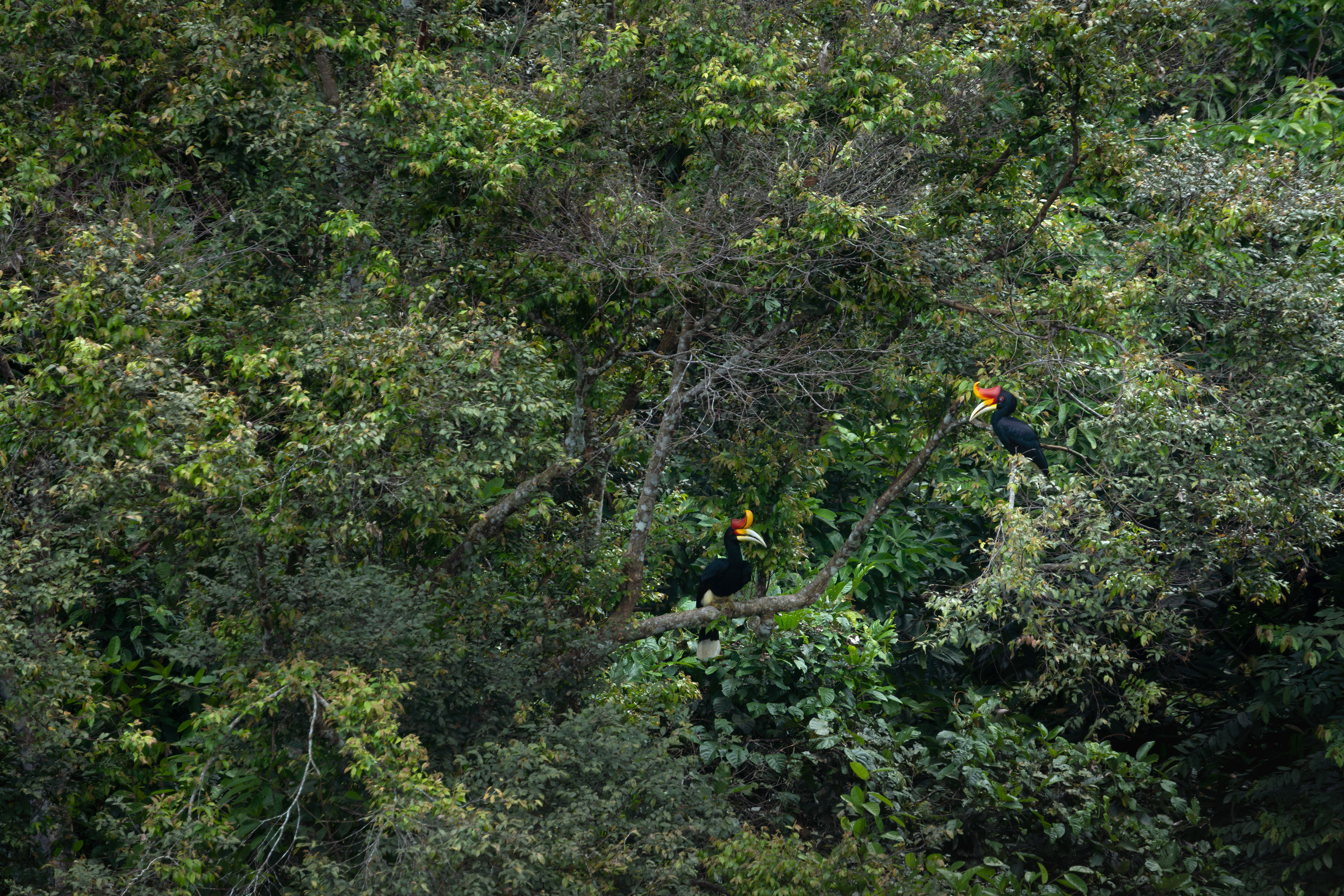 Rhinoceros Hornbill, Malaysia