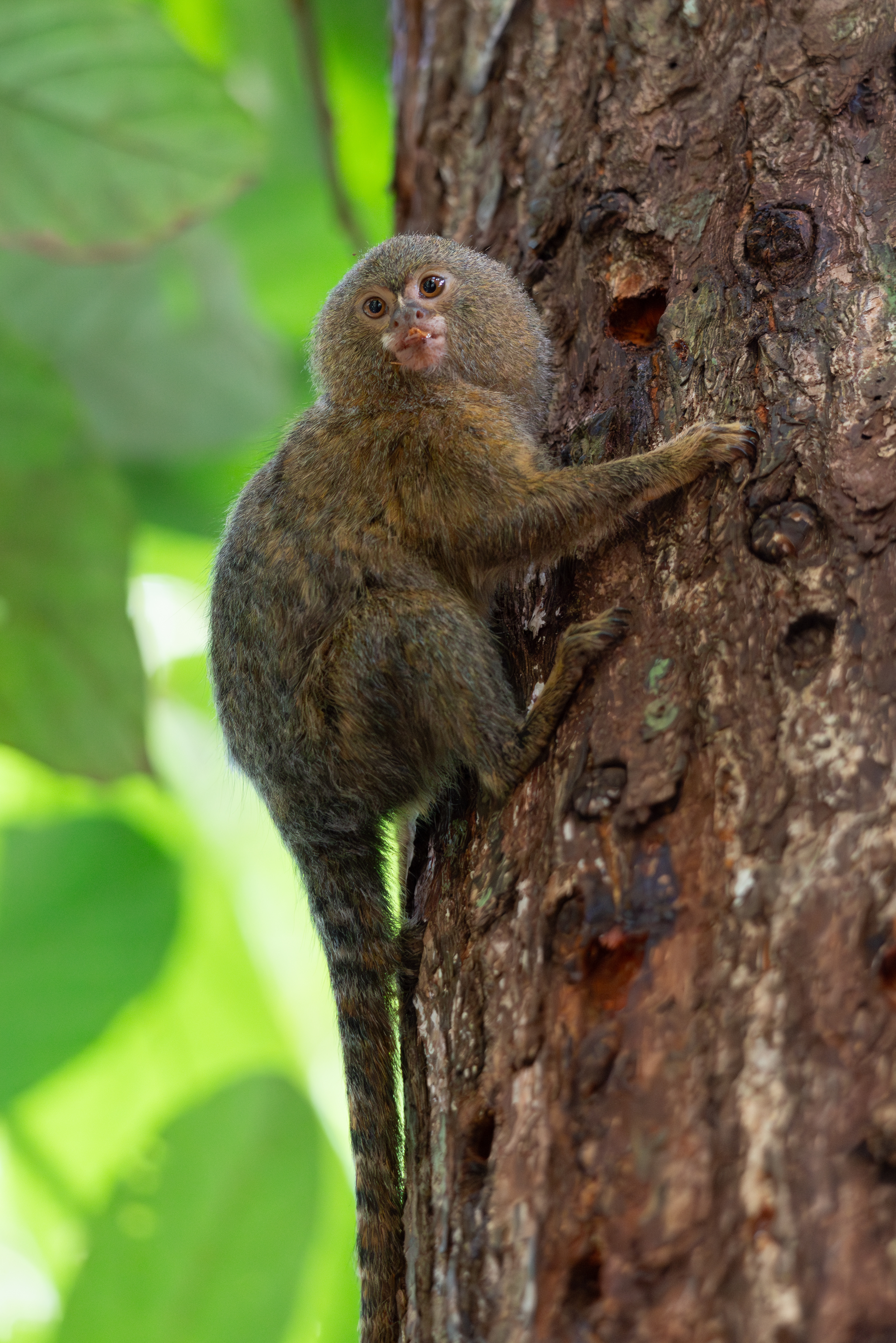 Pygmy Marmoset, Colombia