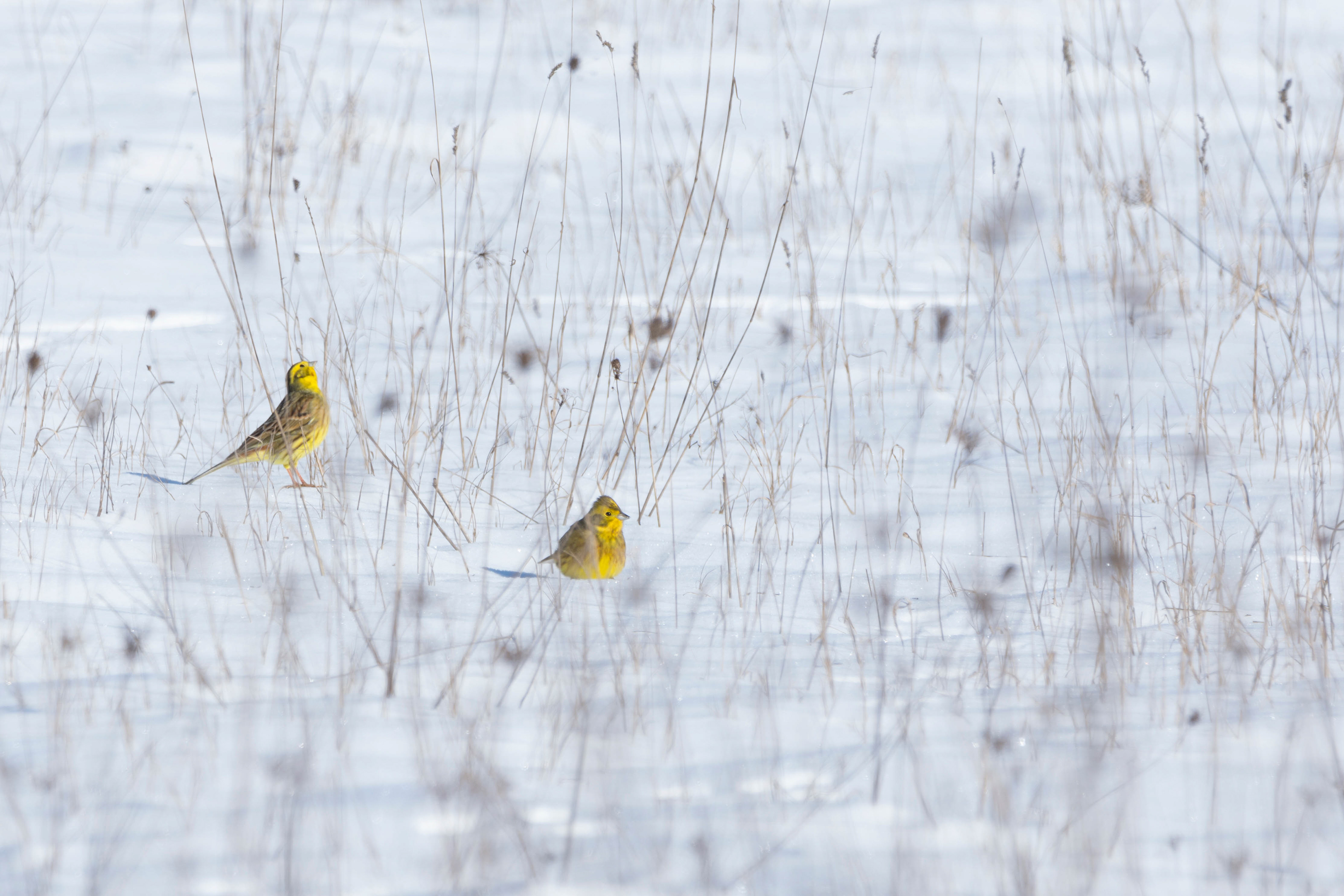 European Serin, the Netherlands