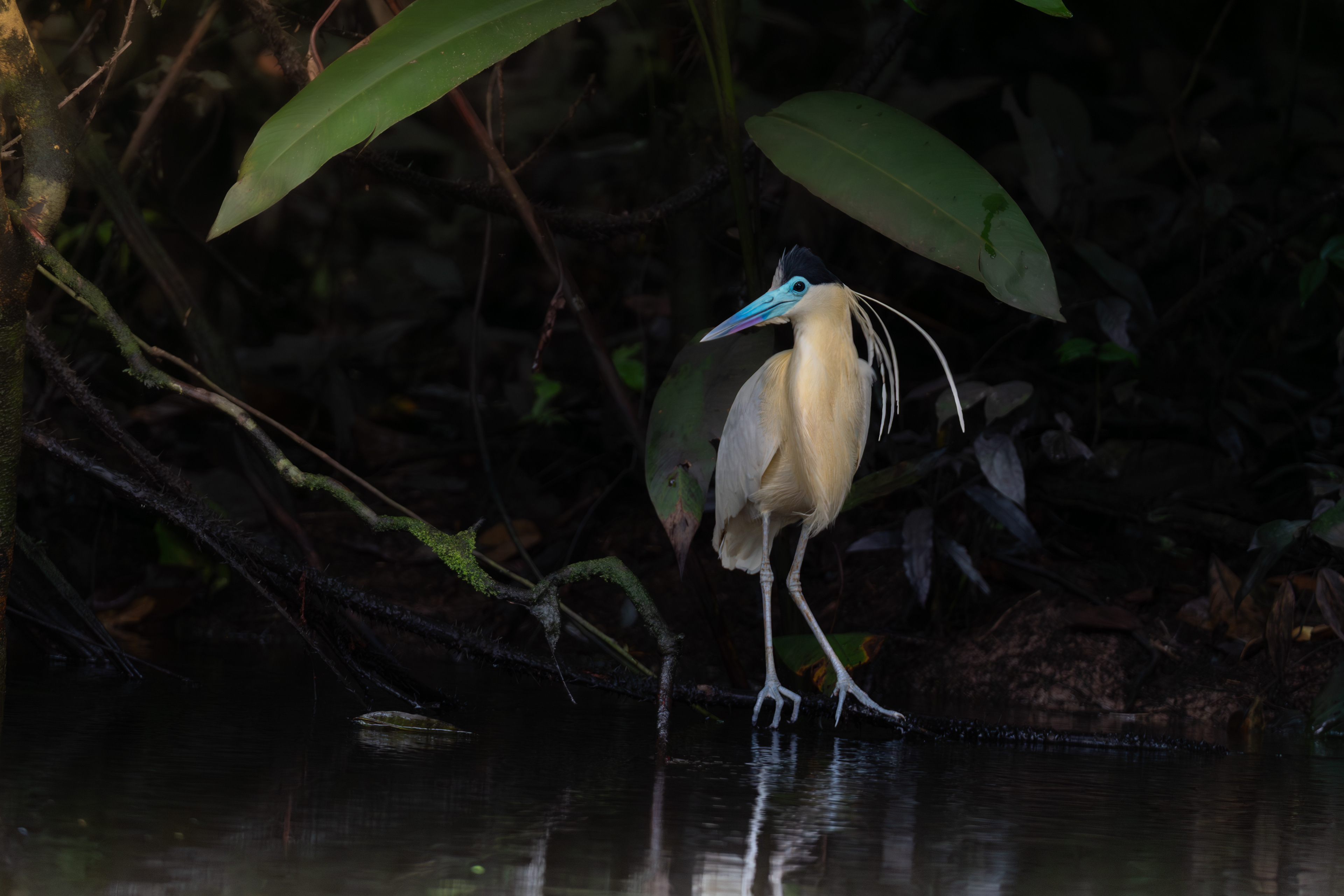 Capped Heron, Peru