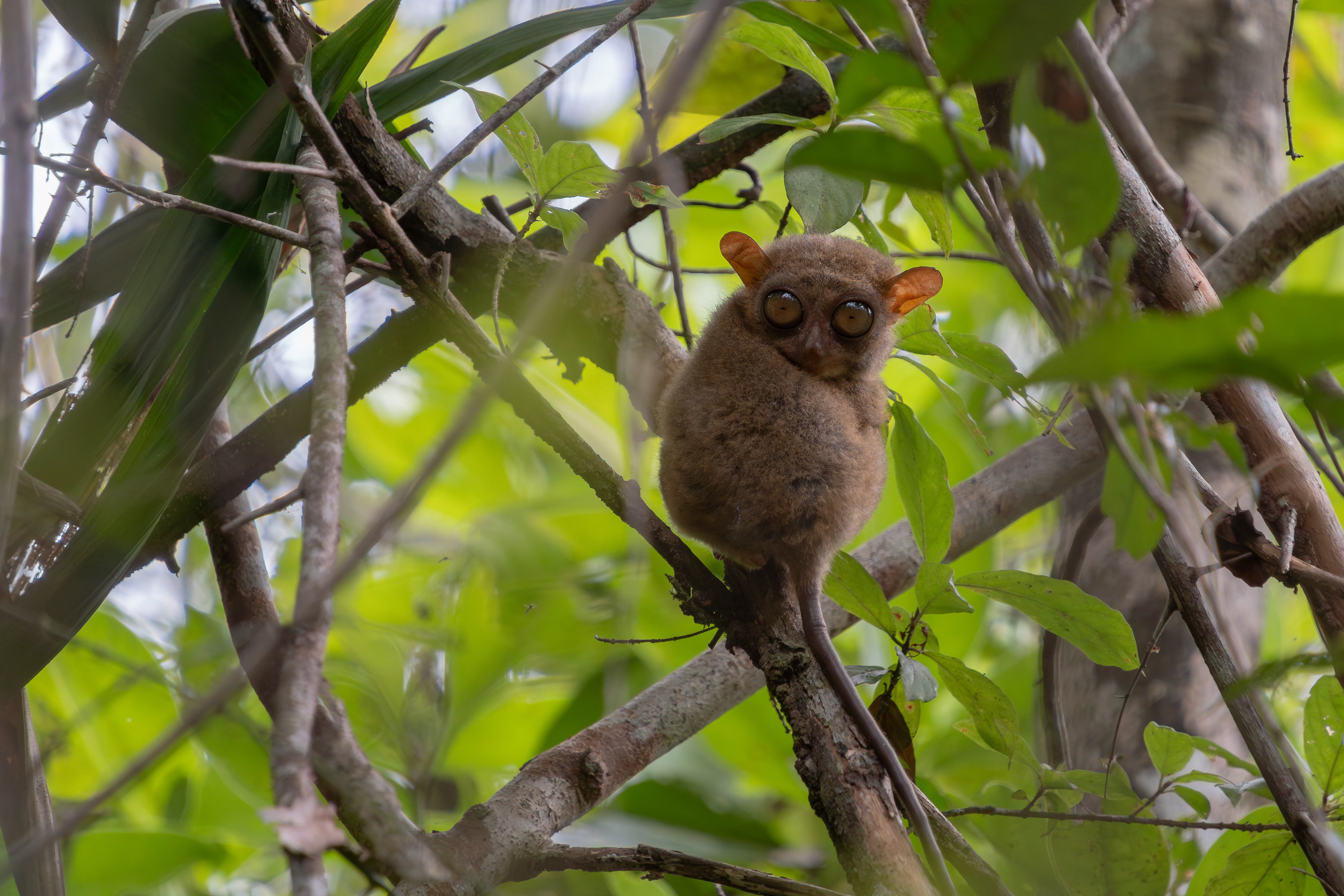 Philippine tarsier, Philippines