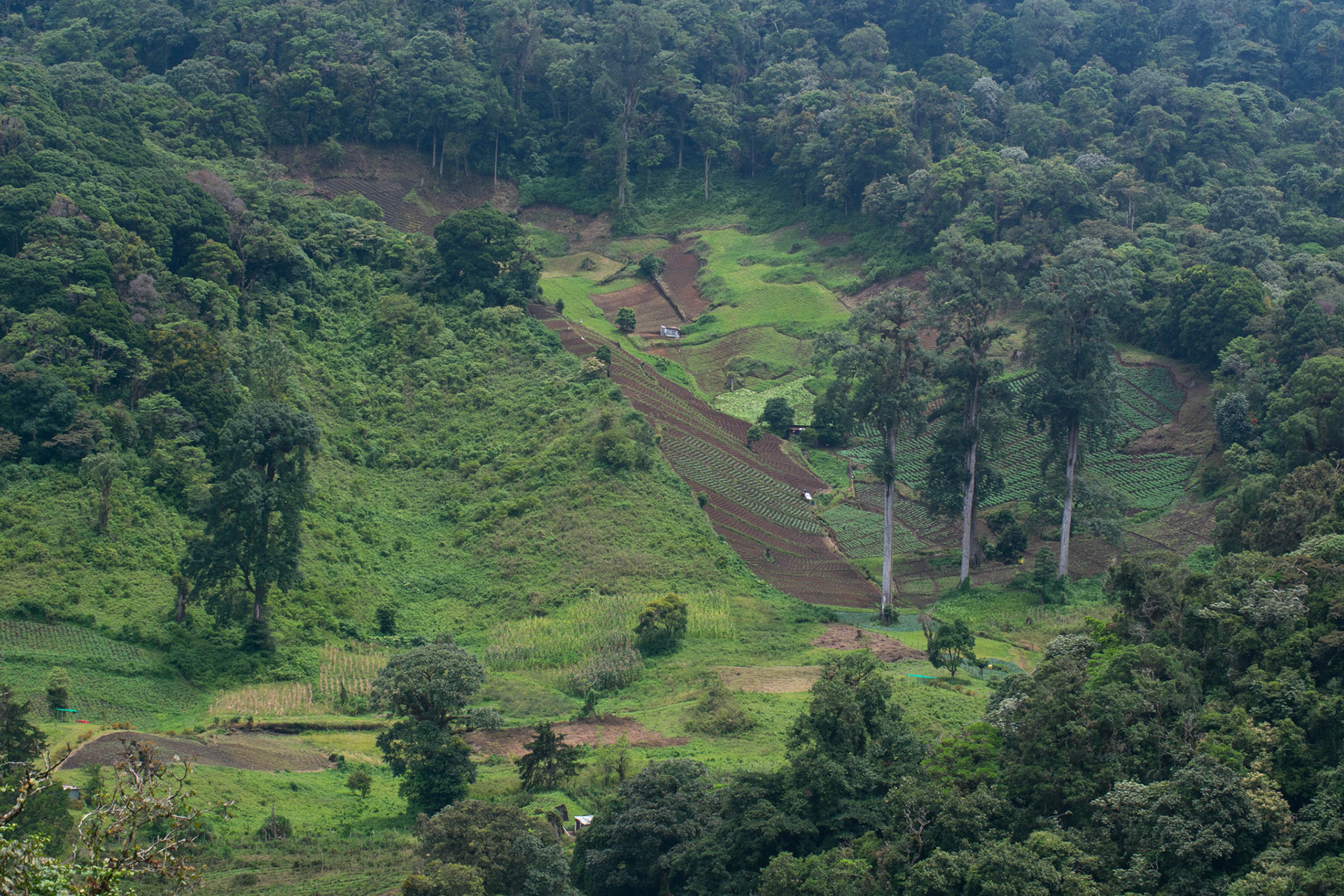 Boquete, Panama