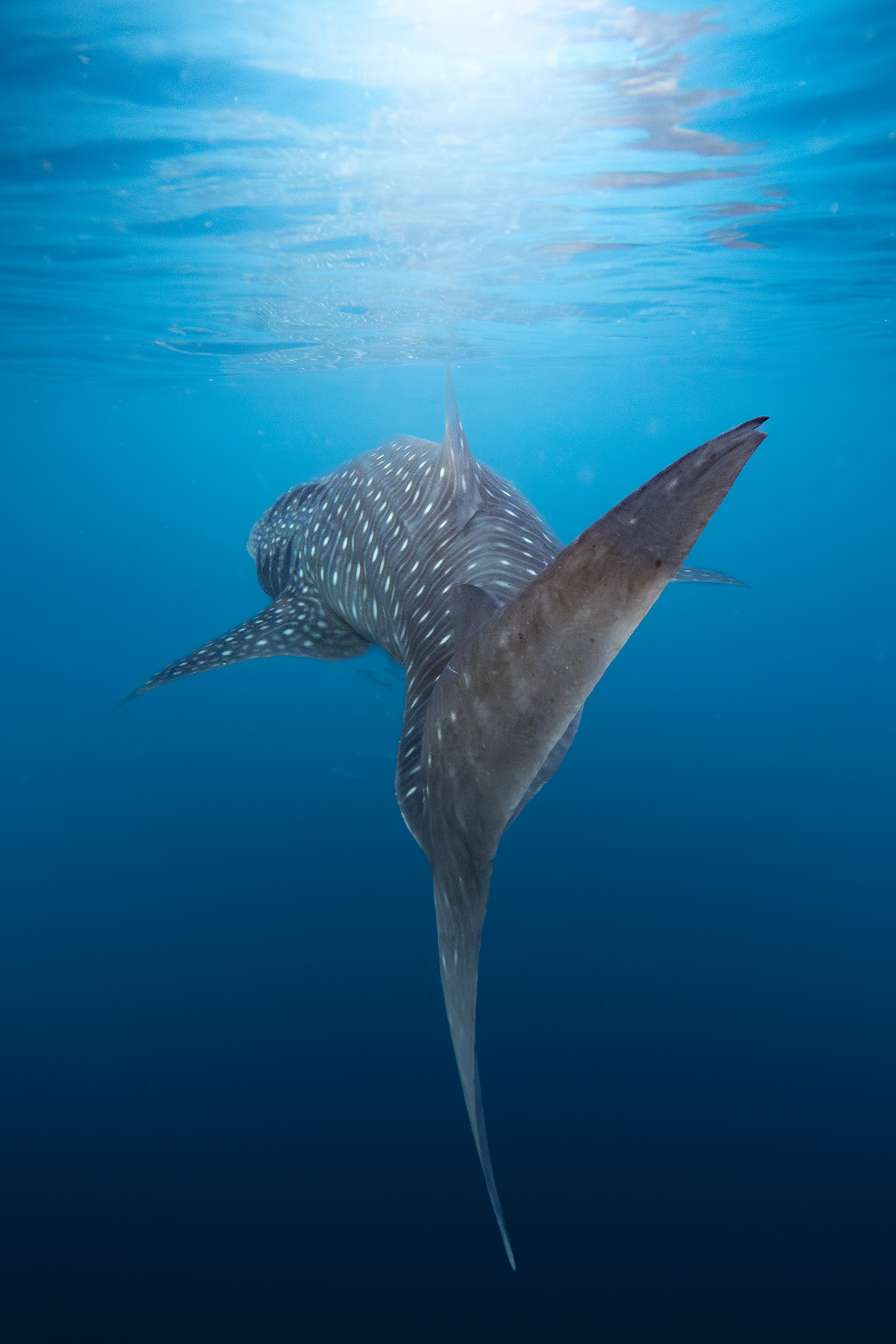 Whale shark, Sumbawa, Indonesia