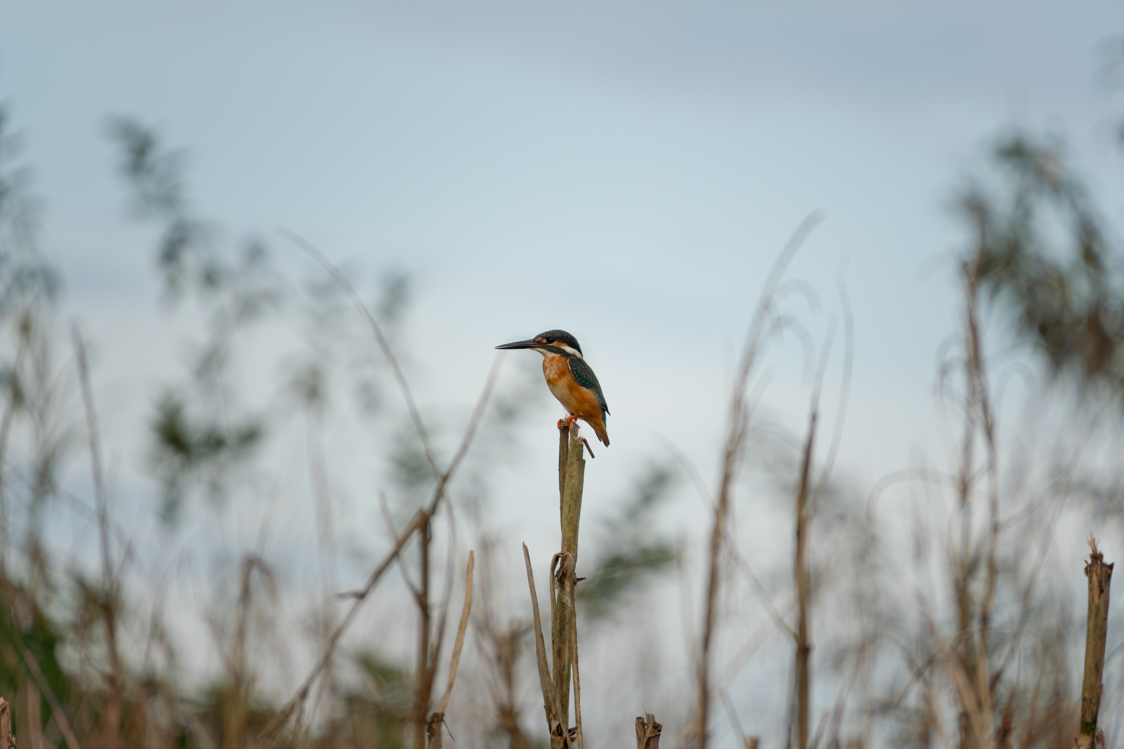 Kingfisher, Vietnam