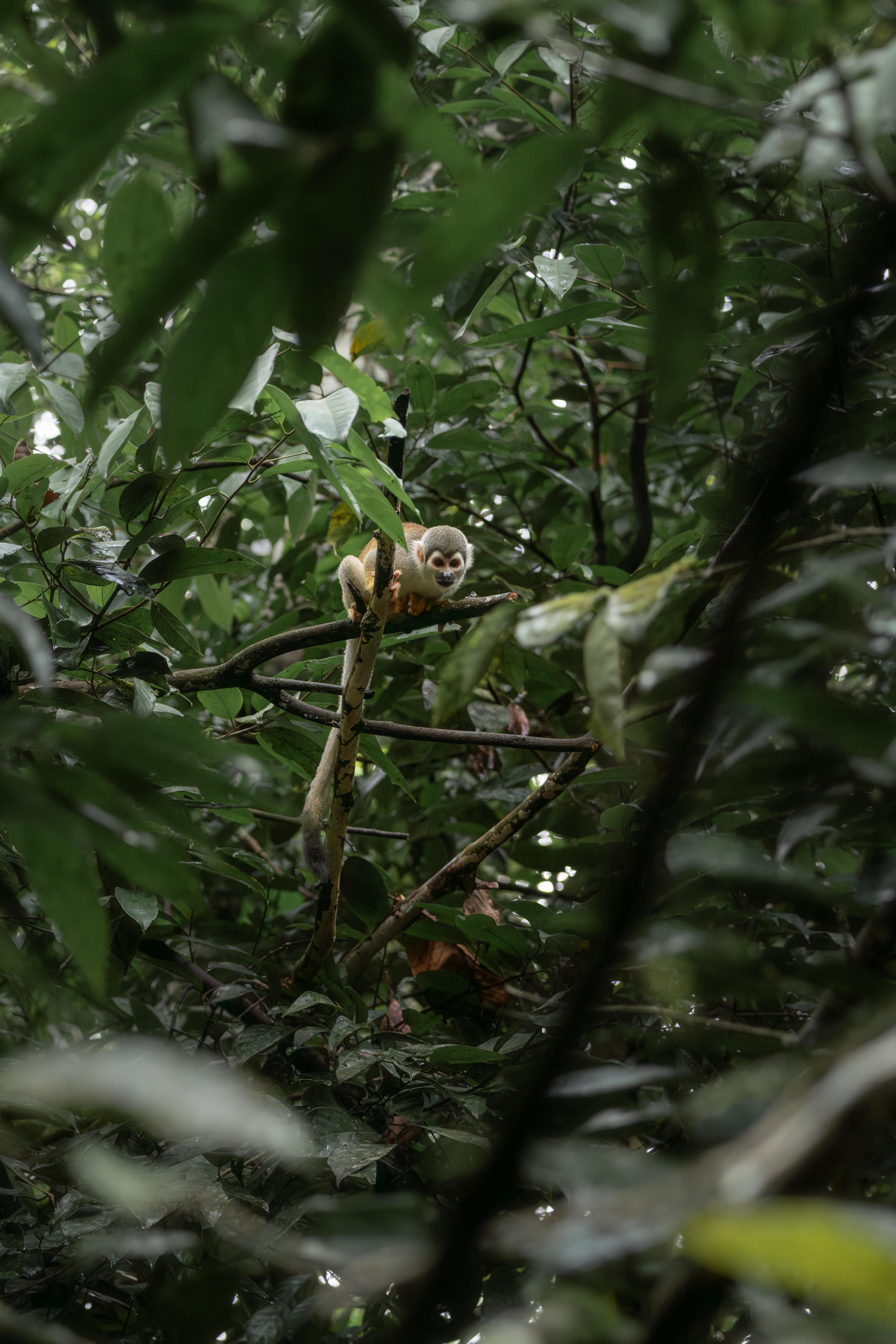 Squirrel Monkey, Ecuador
