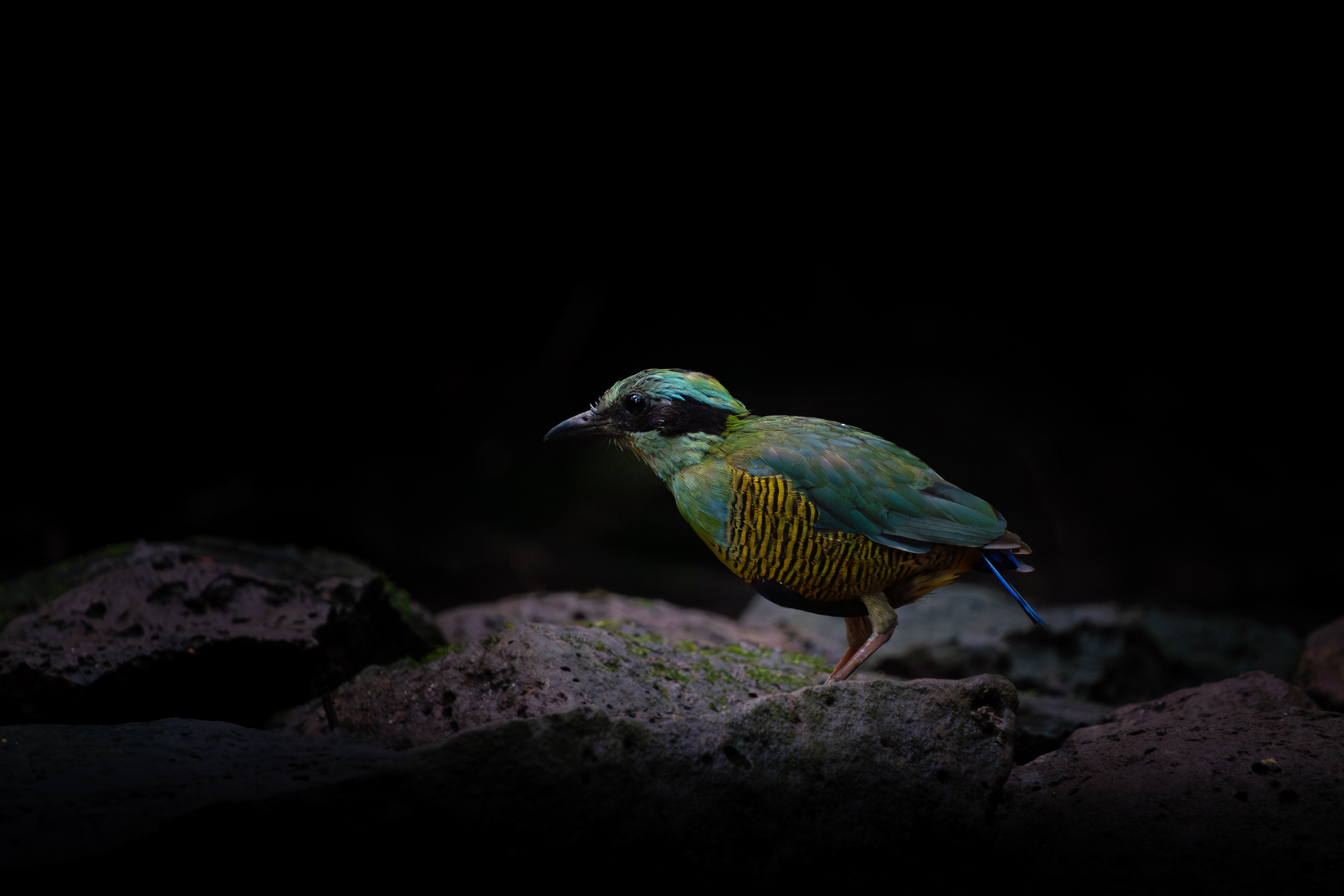 Bar-bellied Pitta, Vietnam