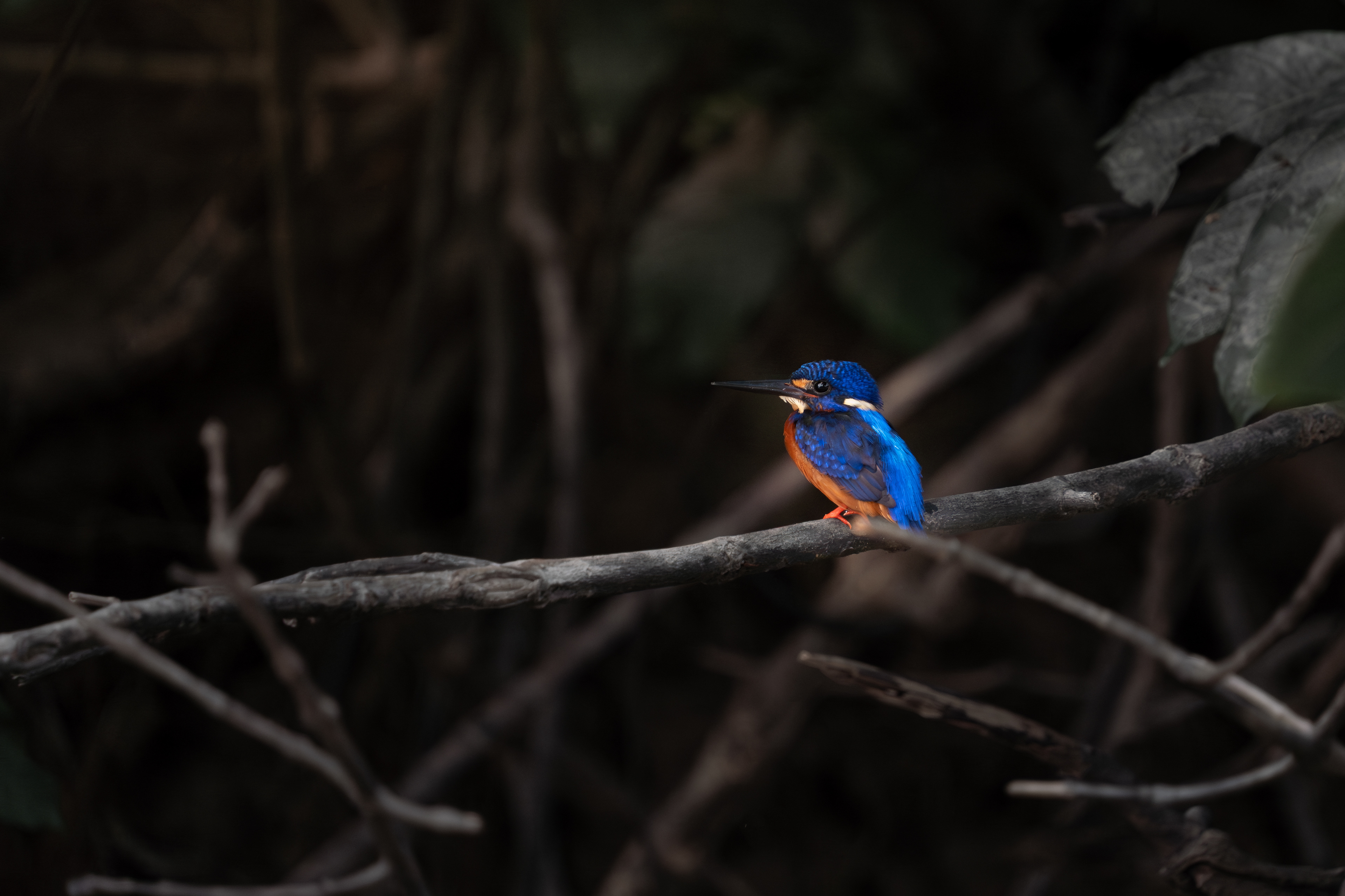 Kingfisher, Malaysia
