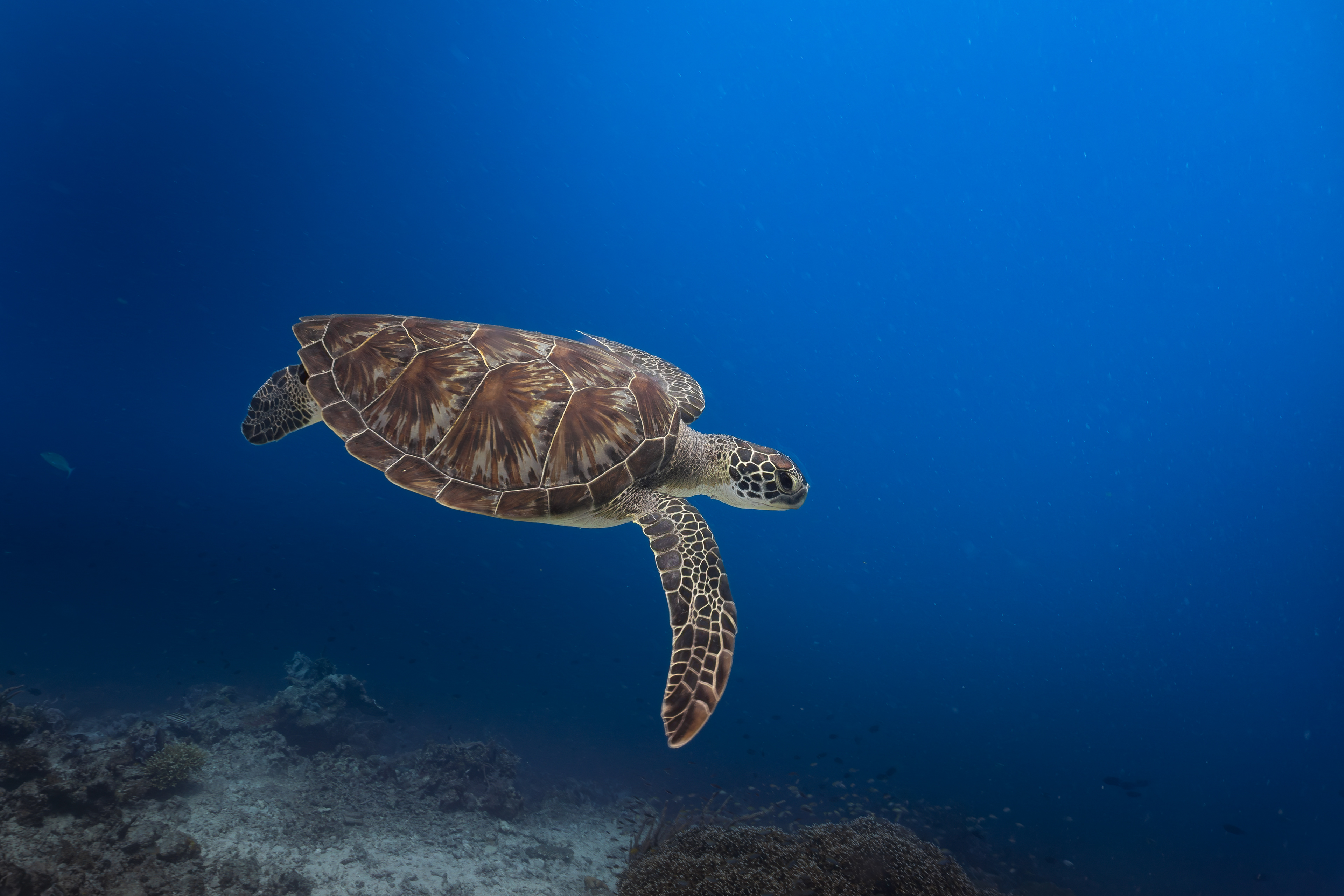 Turtle, Palawan, Philippines