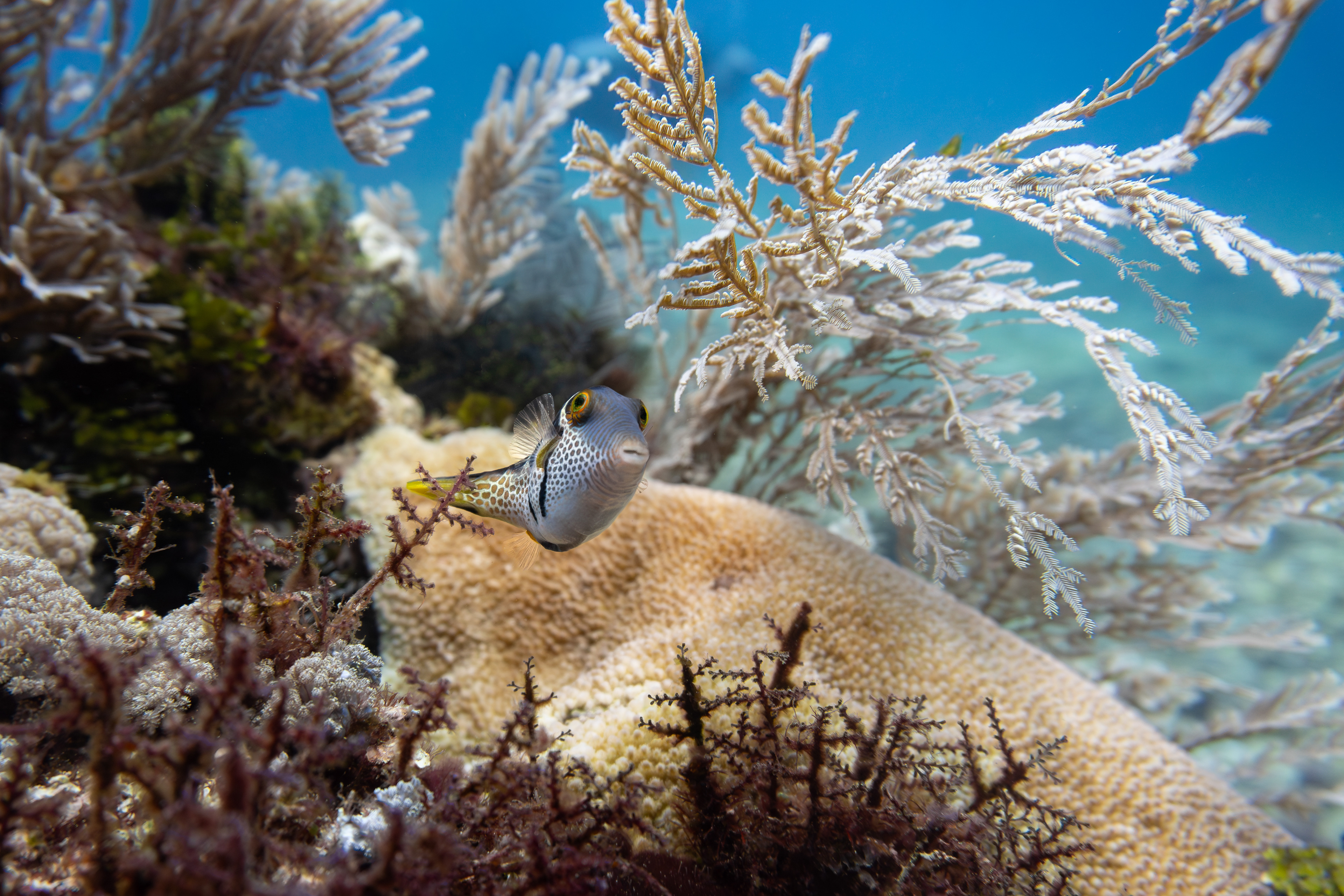 Valentini puffer, Komodo, Indonesia