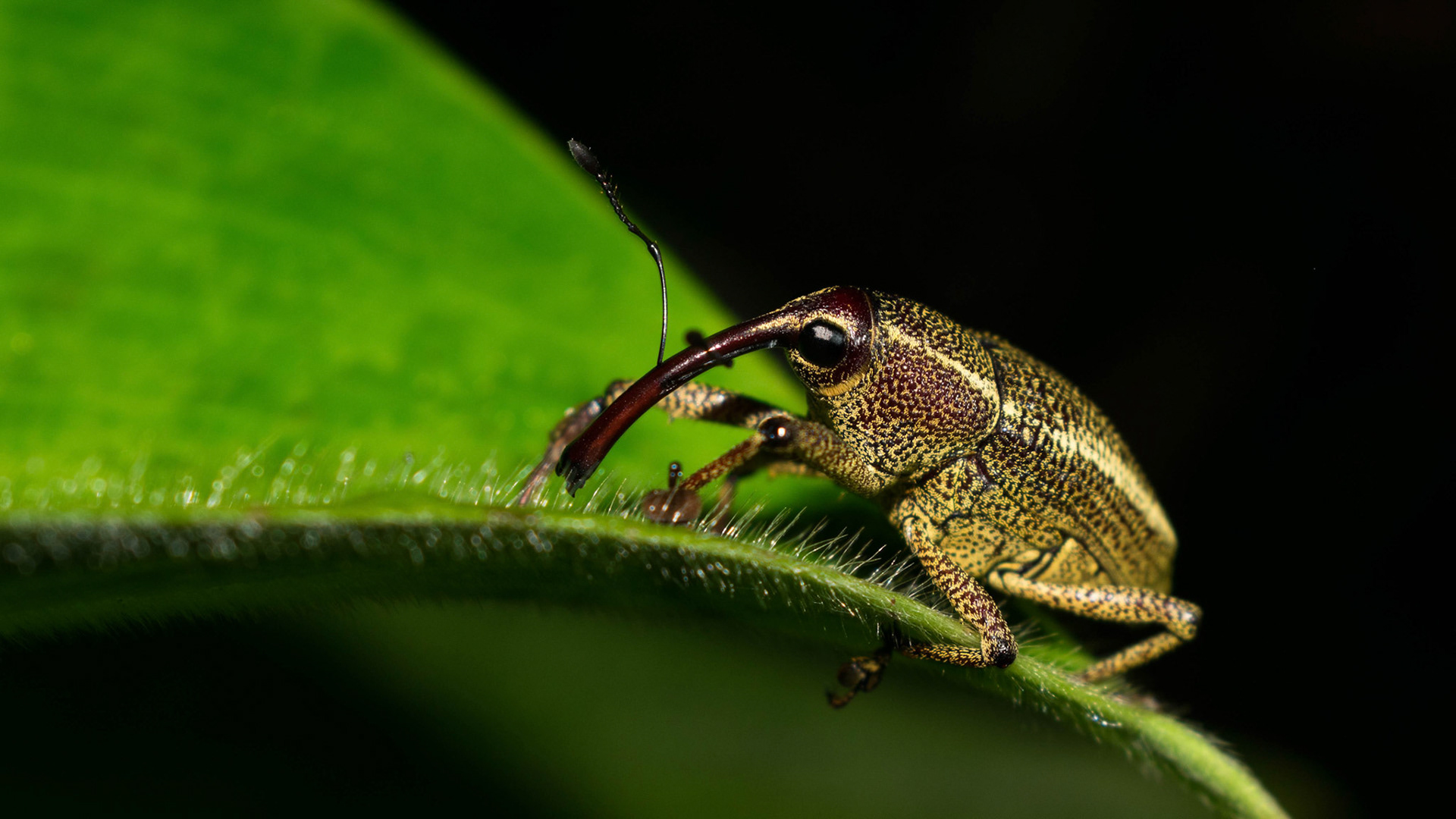 Weevil sp., Costa Rica