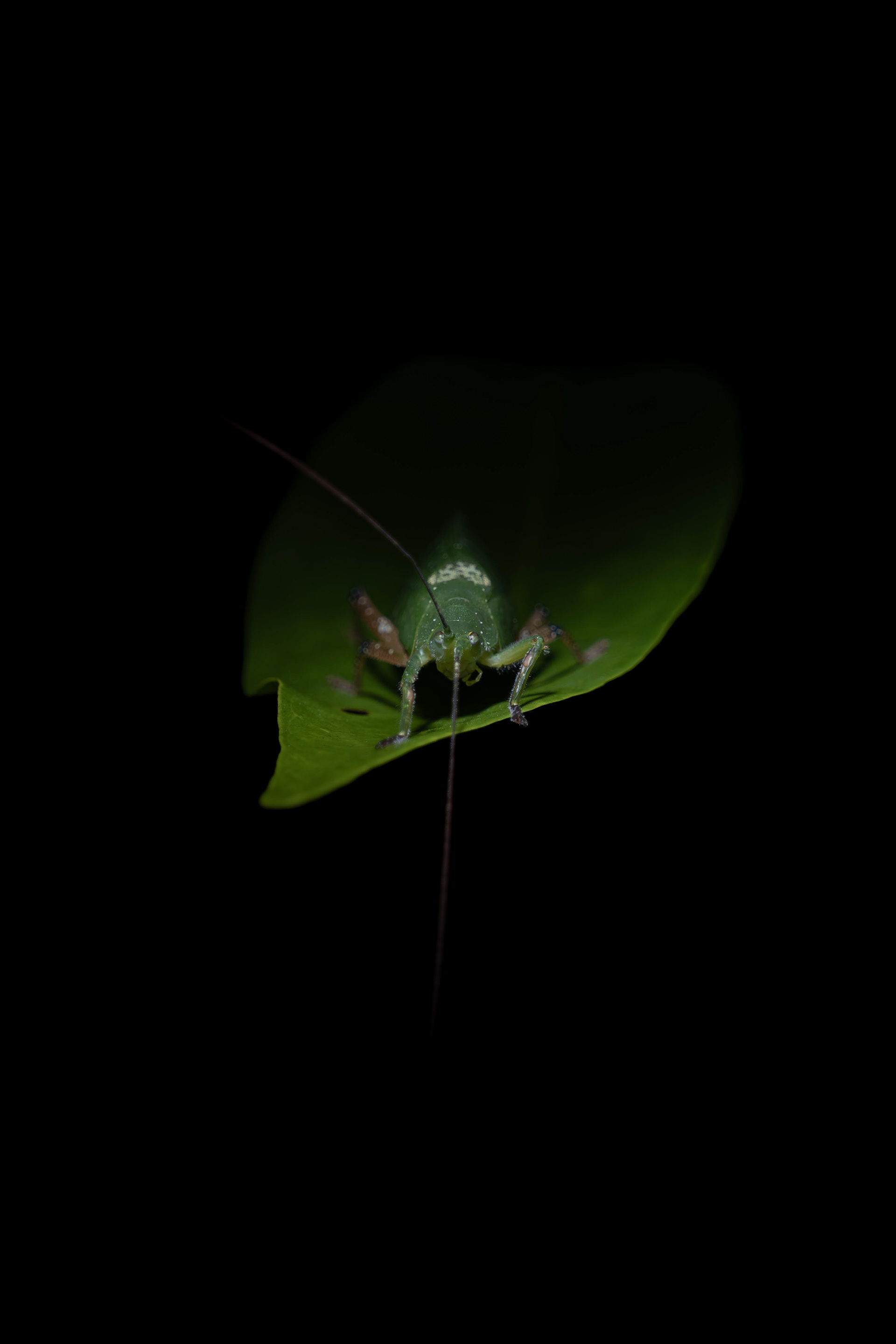 Grass hopper, Sarawak, Malaysia