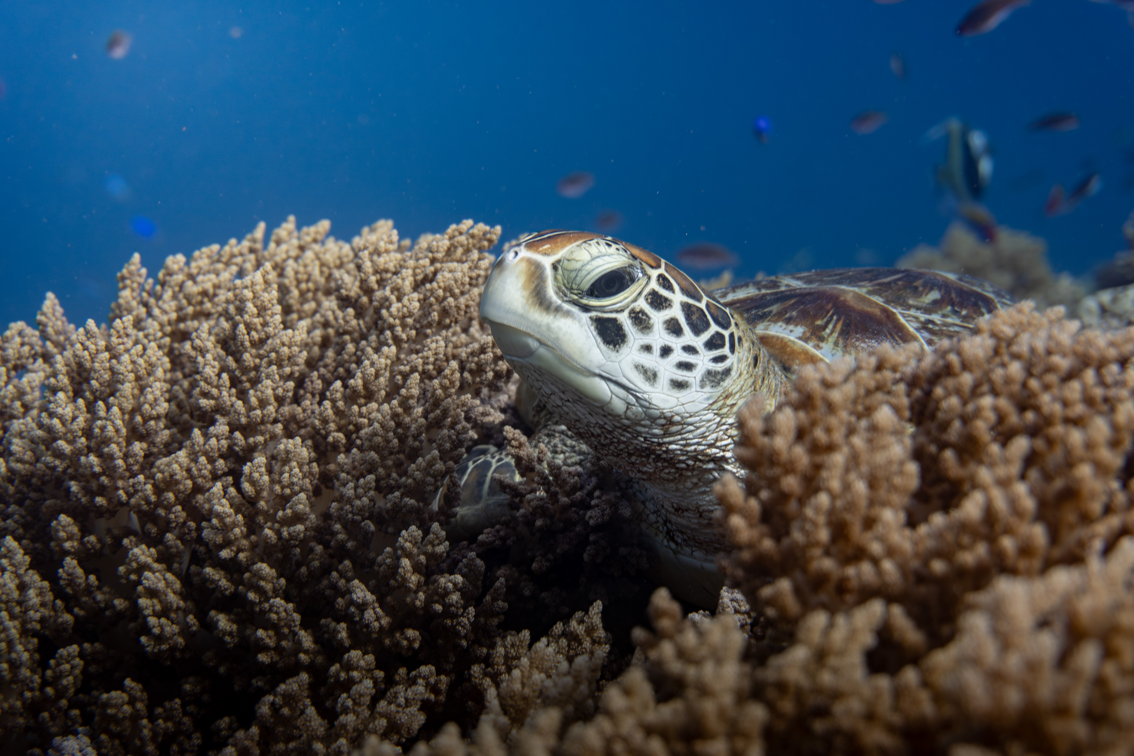 Turtle, Indonesia