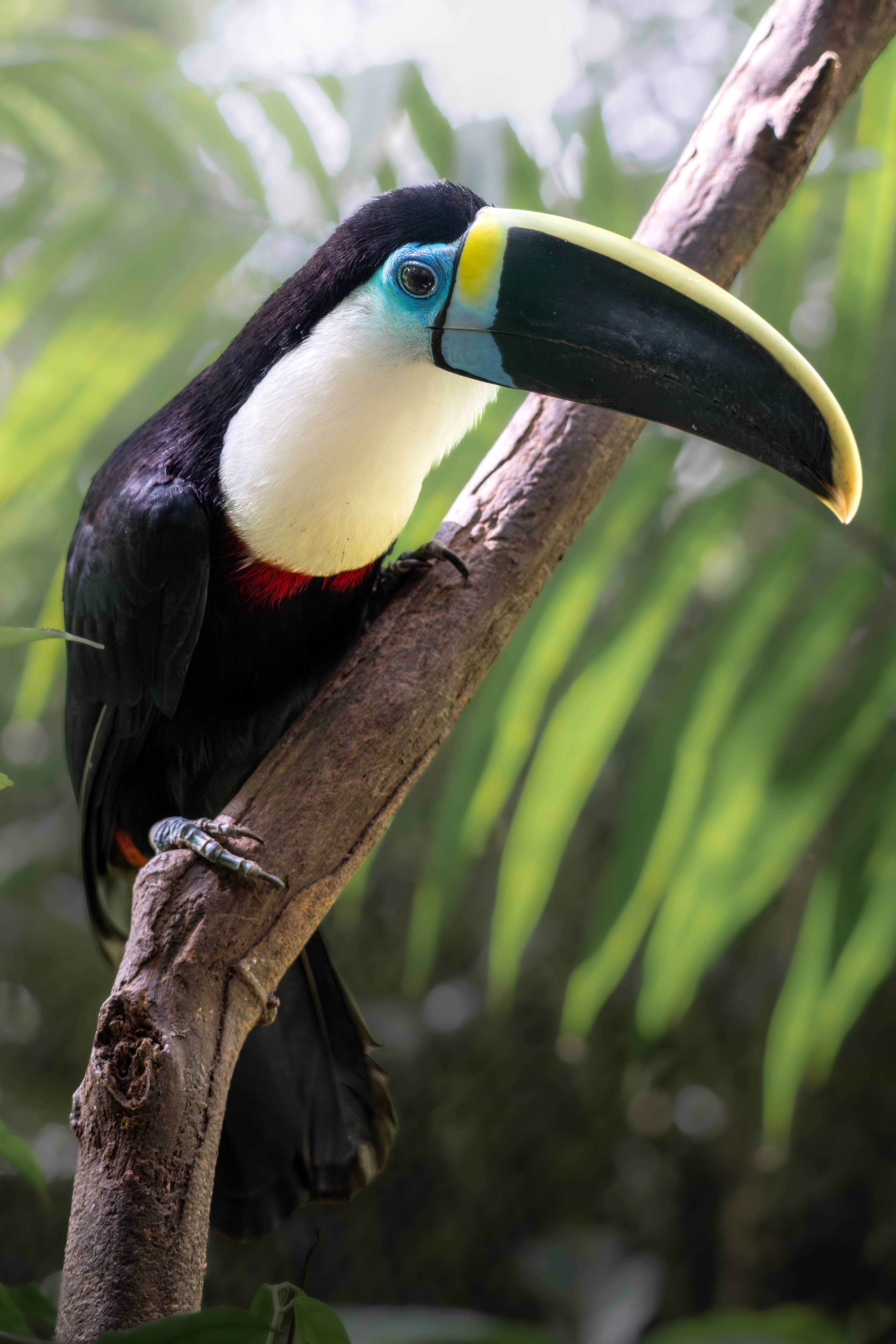 White-throated Toucan, Peru