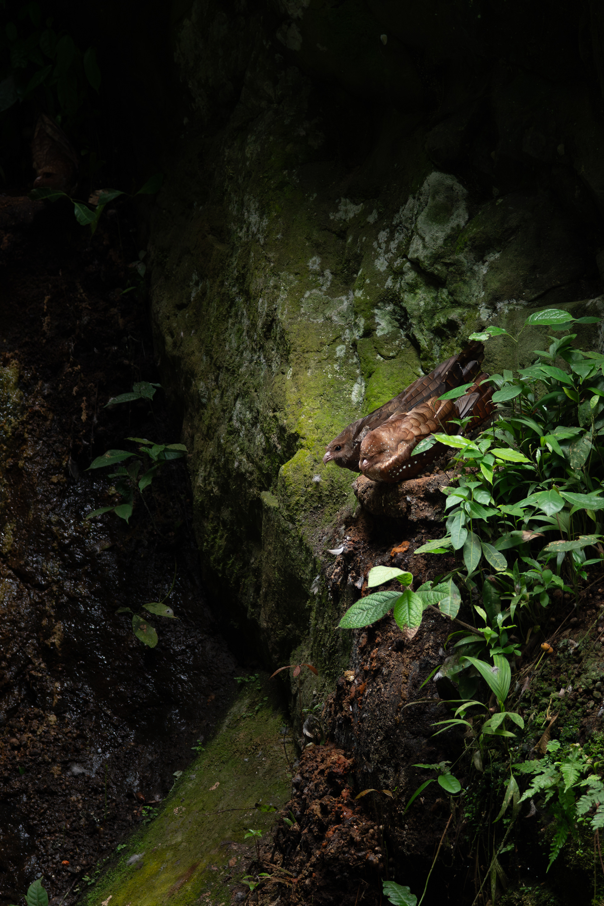 Oilbird, Colombia