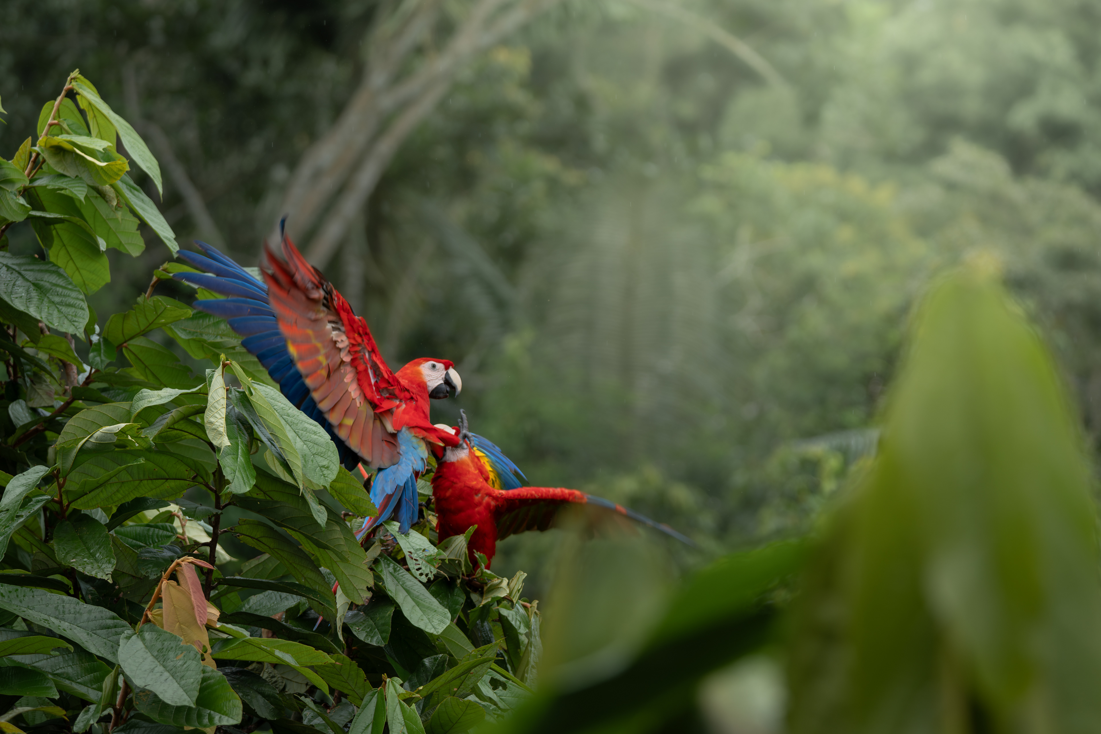 Scarlet Macaw, Peru
