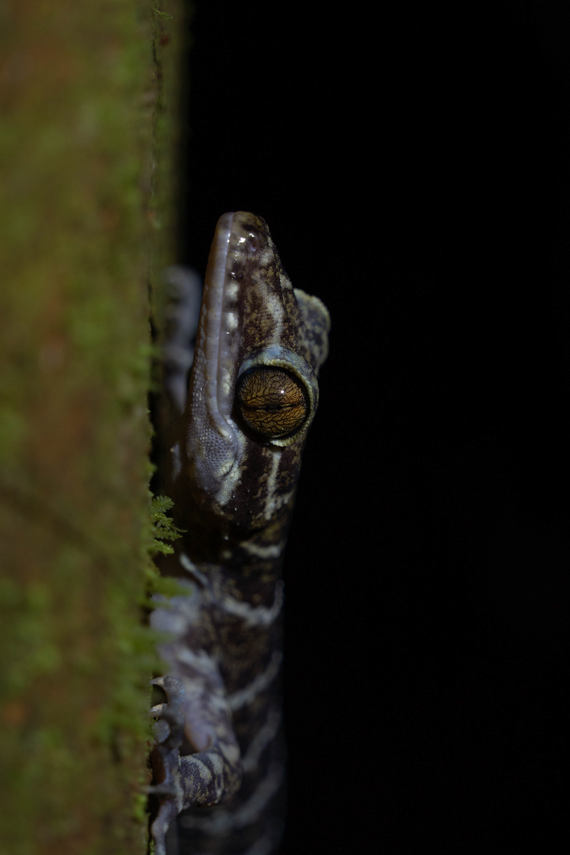 Gecko, Sarawak, Malaysia