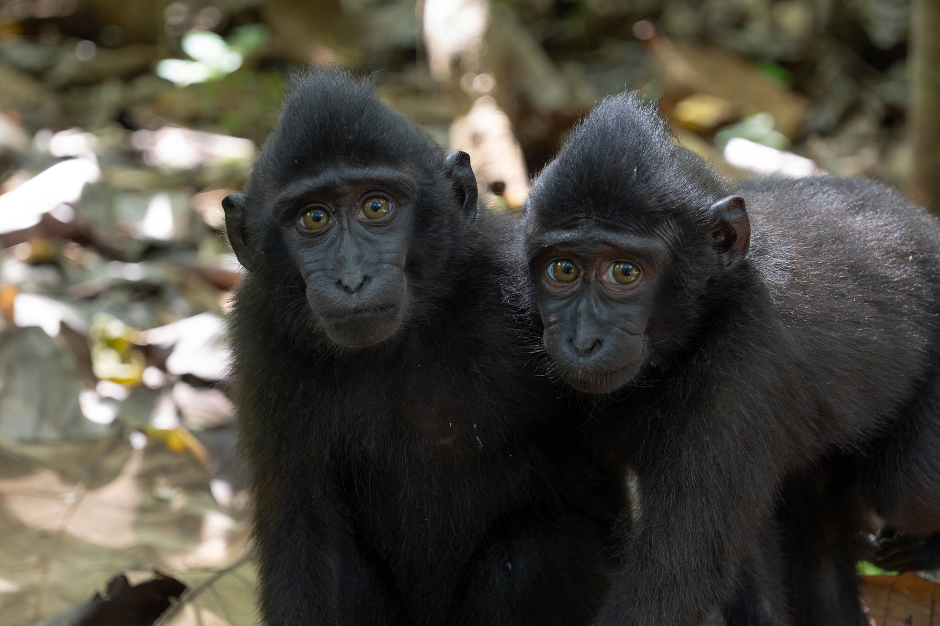 Celebes crested macaque, Sulawesi, Indonesia