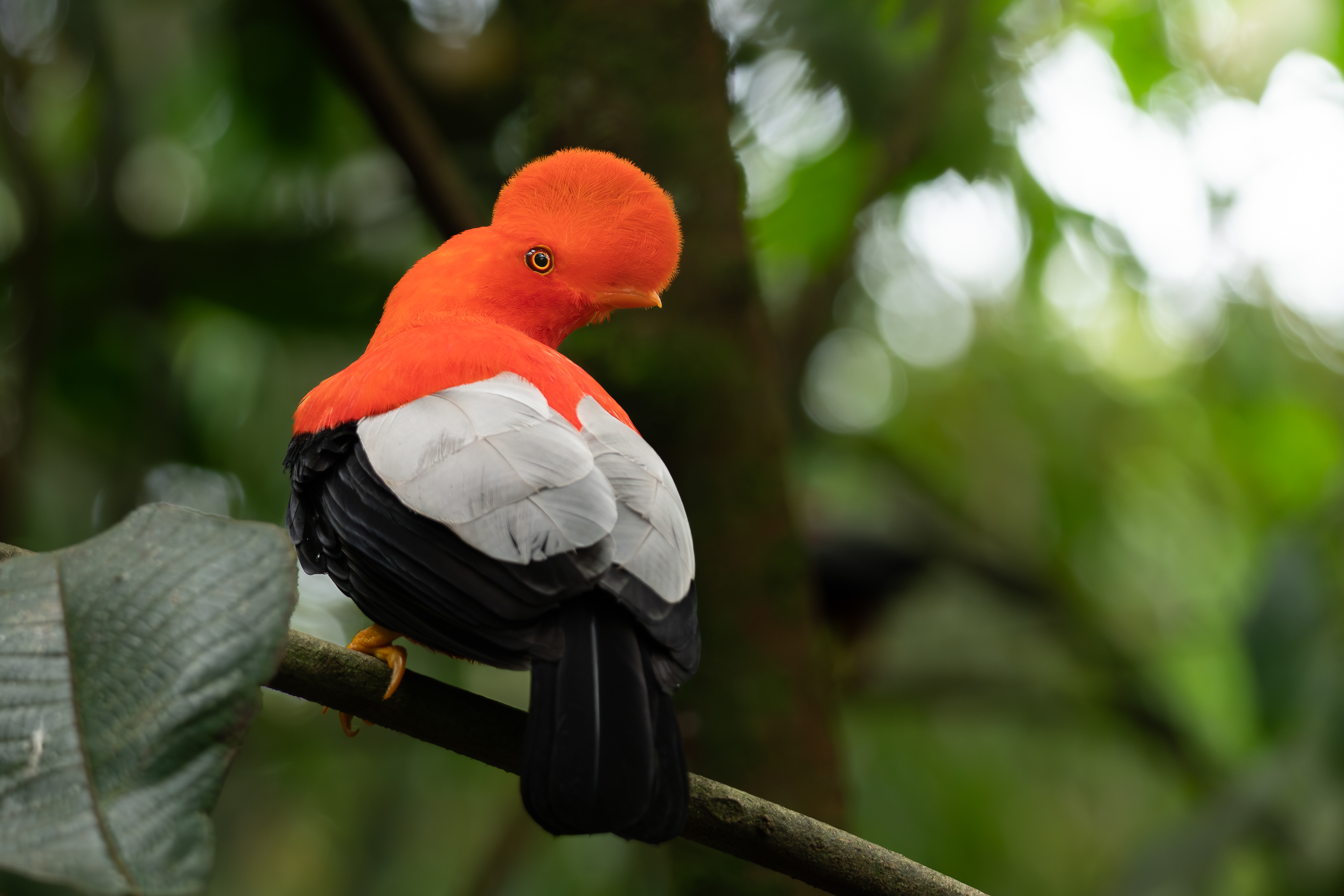 Cock-of-the-rock, Colombia
