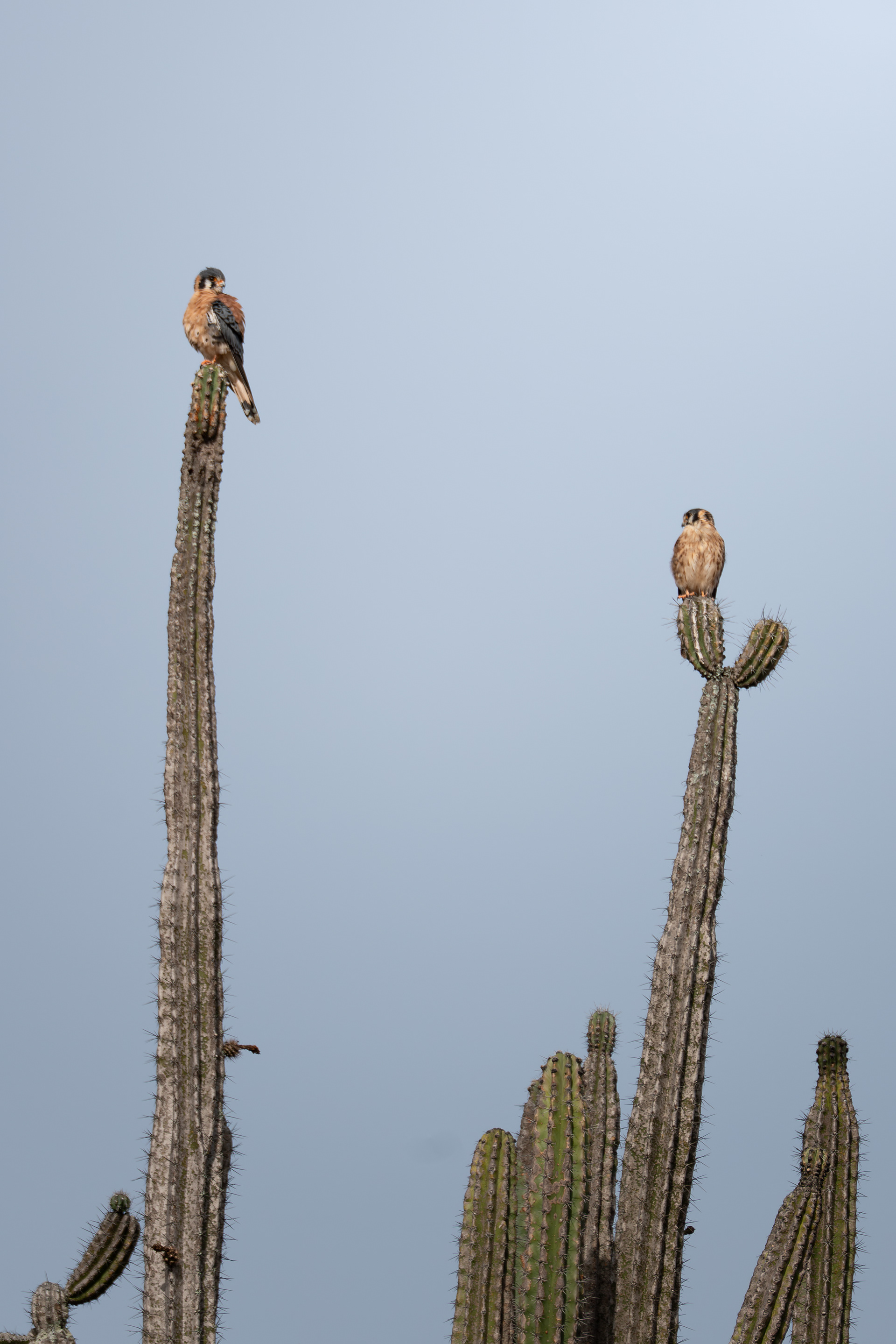 Falcons, Colombia