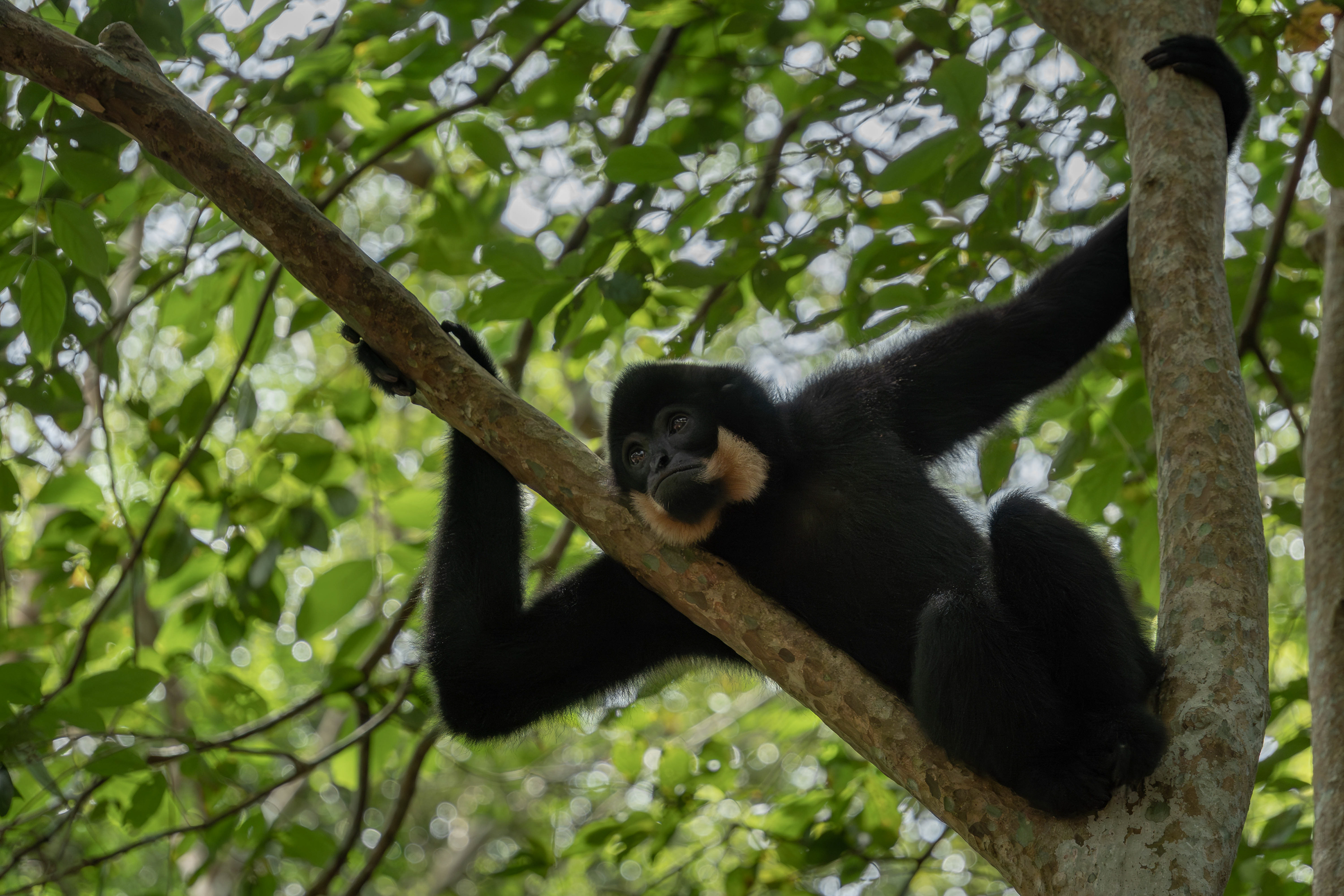 Southern yellow-cheeked gibbon, Vietnam
