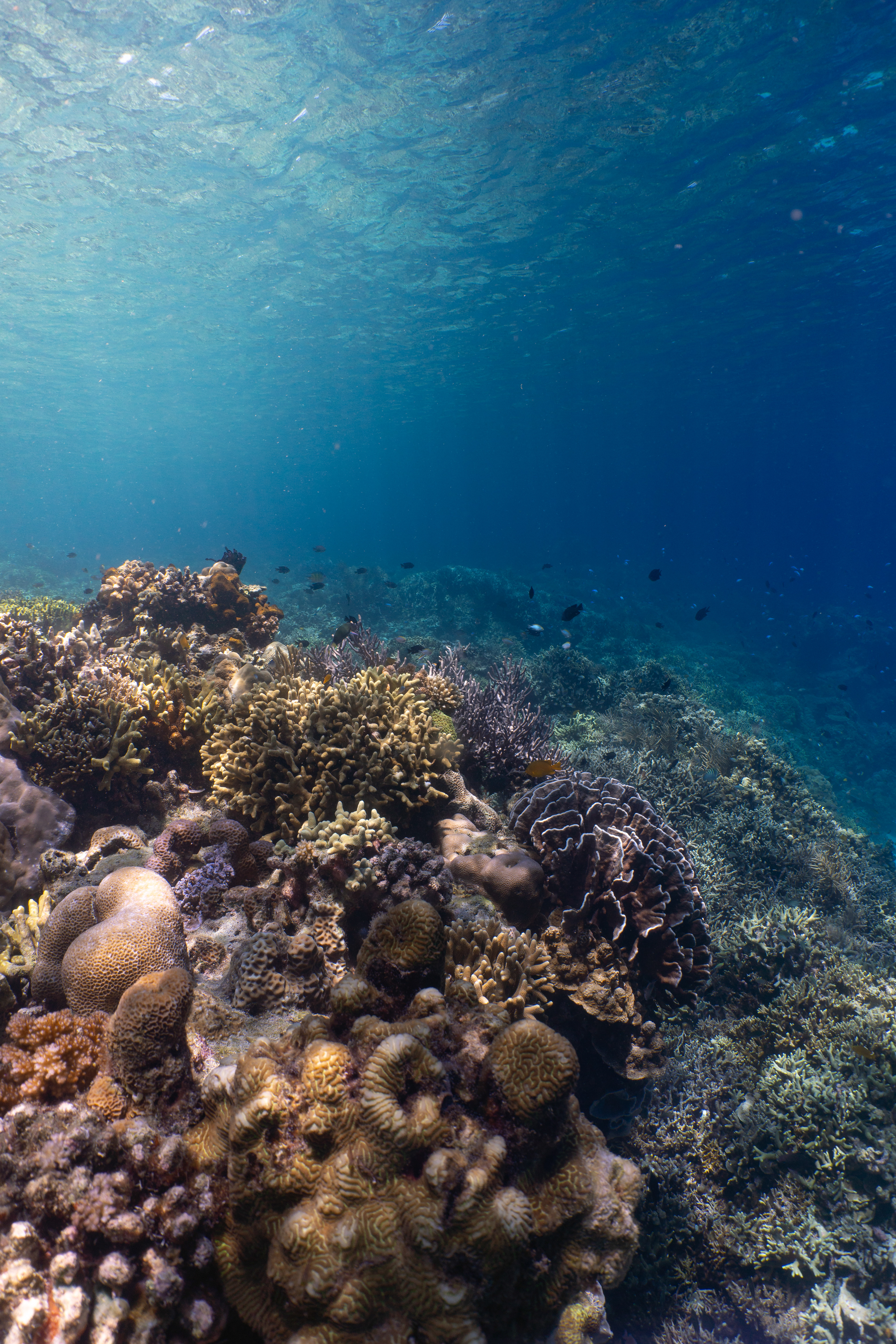 Coral reef, Palawan, Philippines