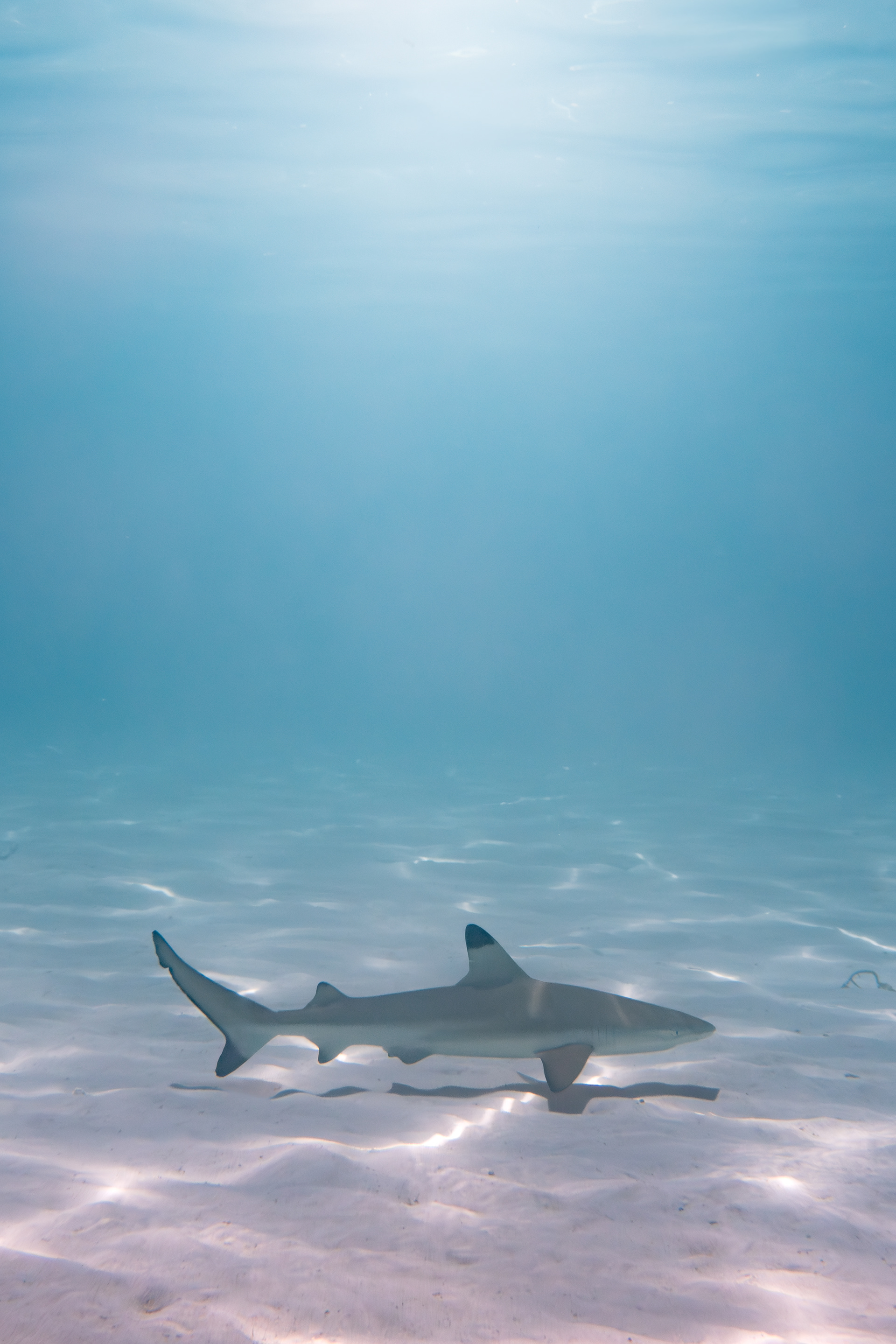 Black tip reef shark, Komodo, Indonesia