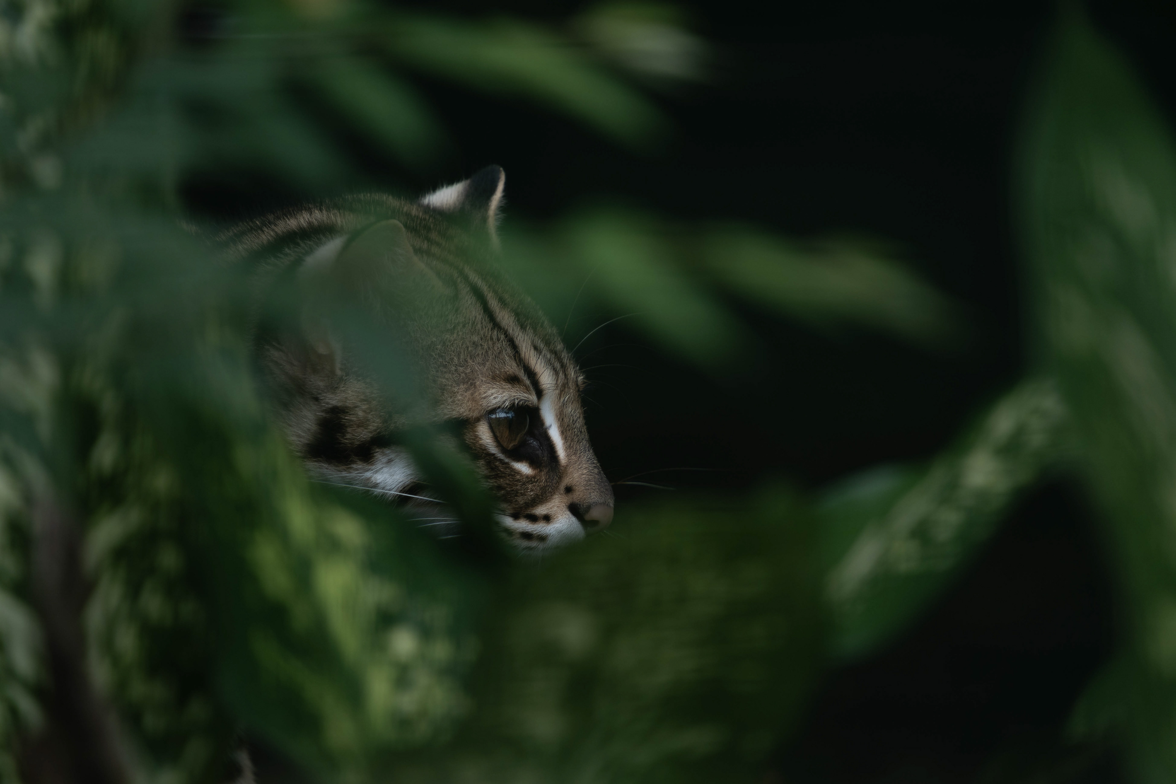 Leopard cat, Vietnam