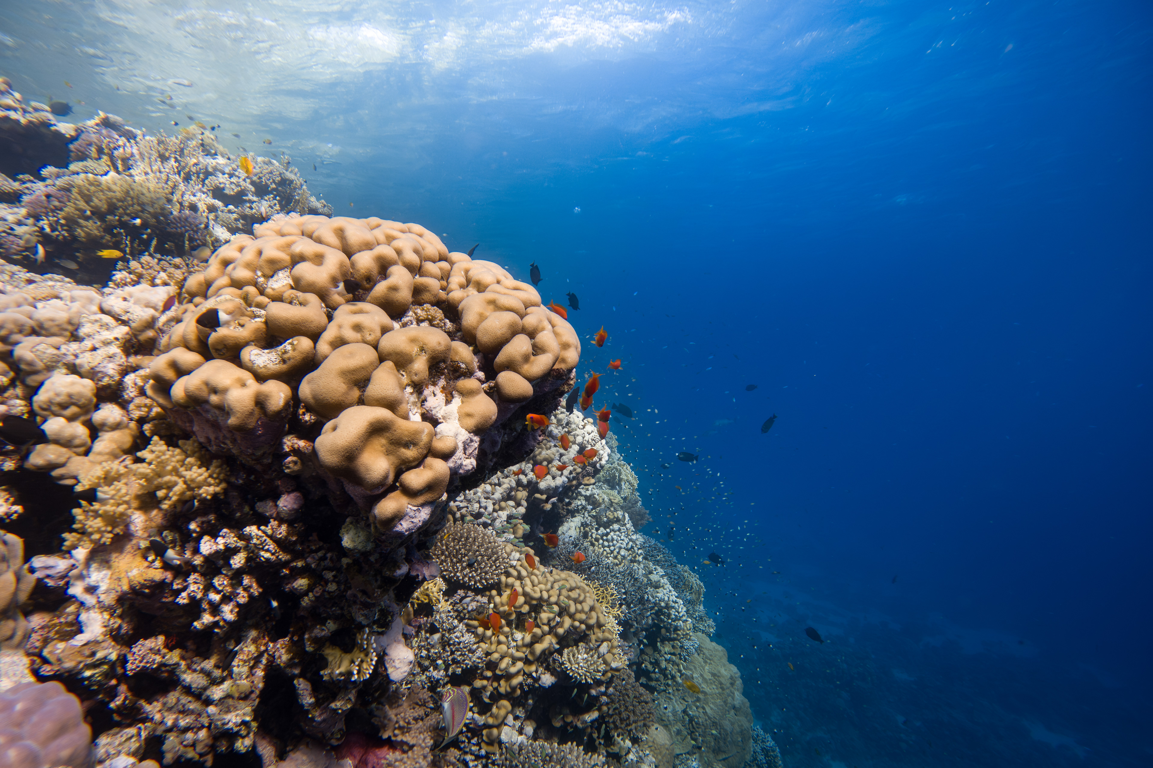 Coral reef, Egypt