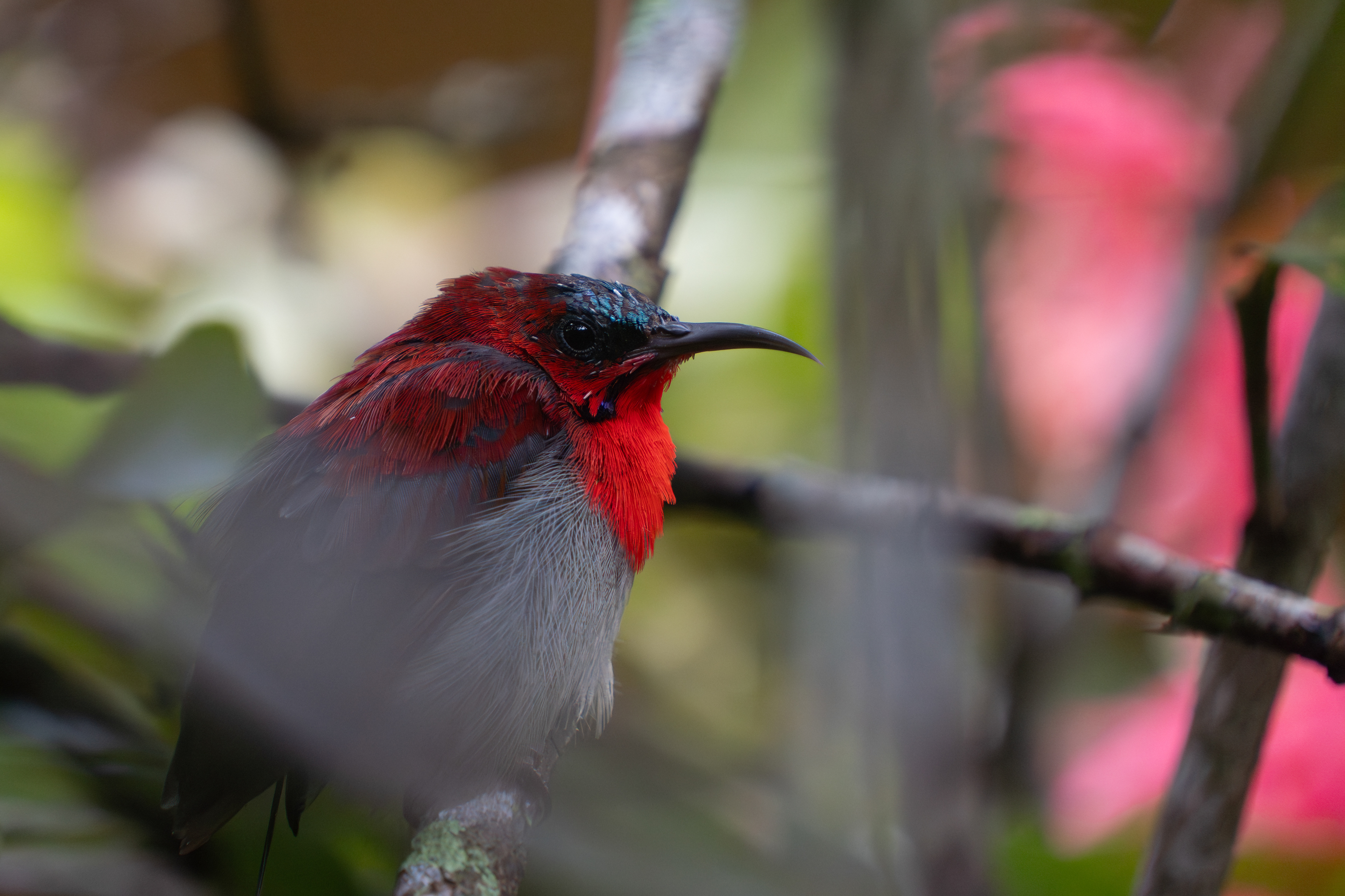 Crimson Sunbird, Malaysia
