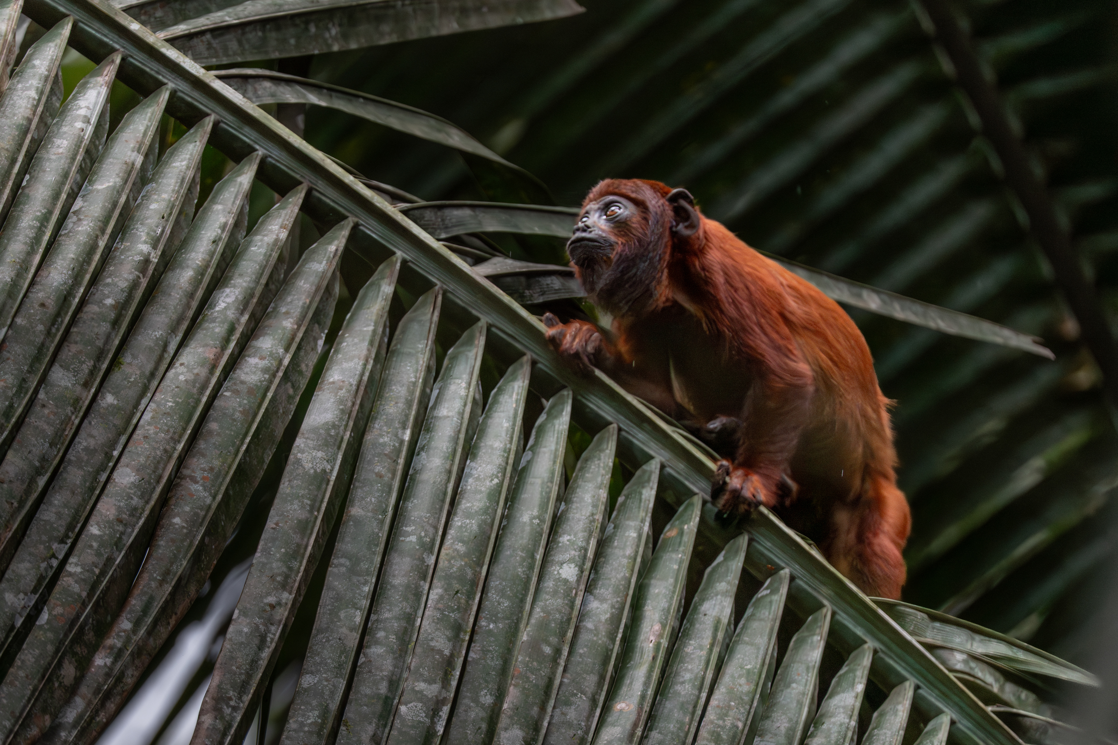 Mantled Howler Monkey, Peru