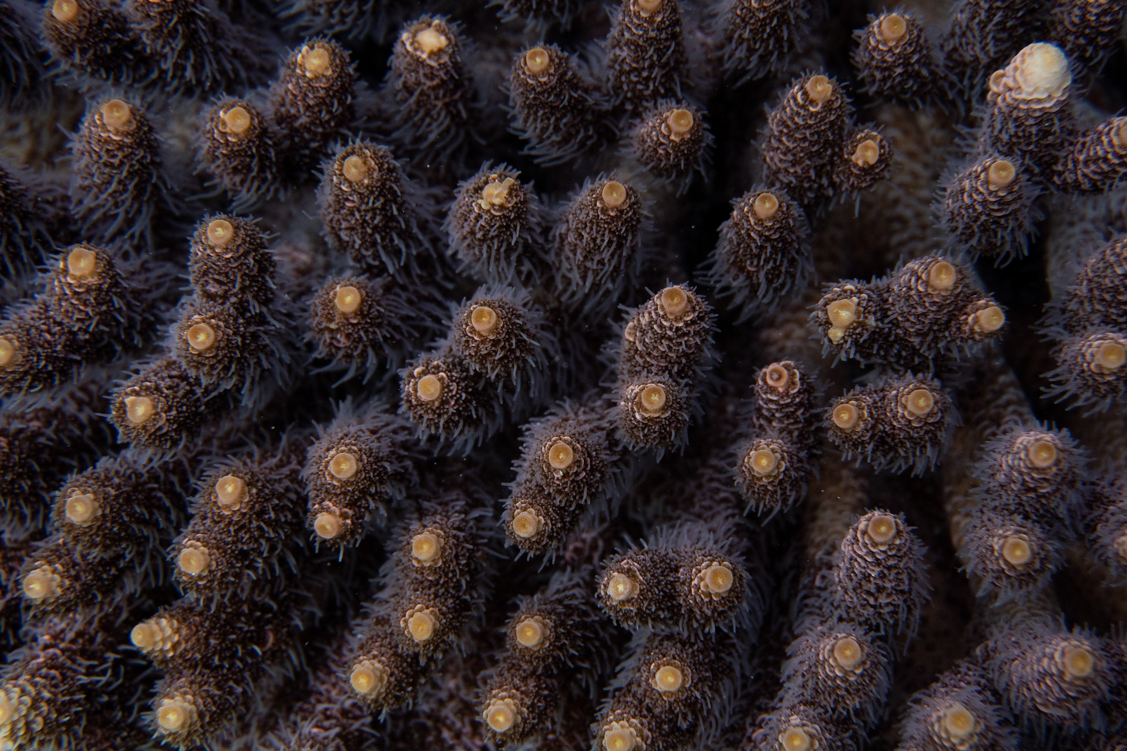 Acropora millepora, Indonesia