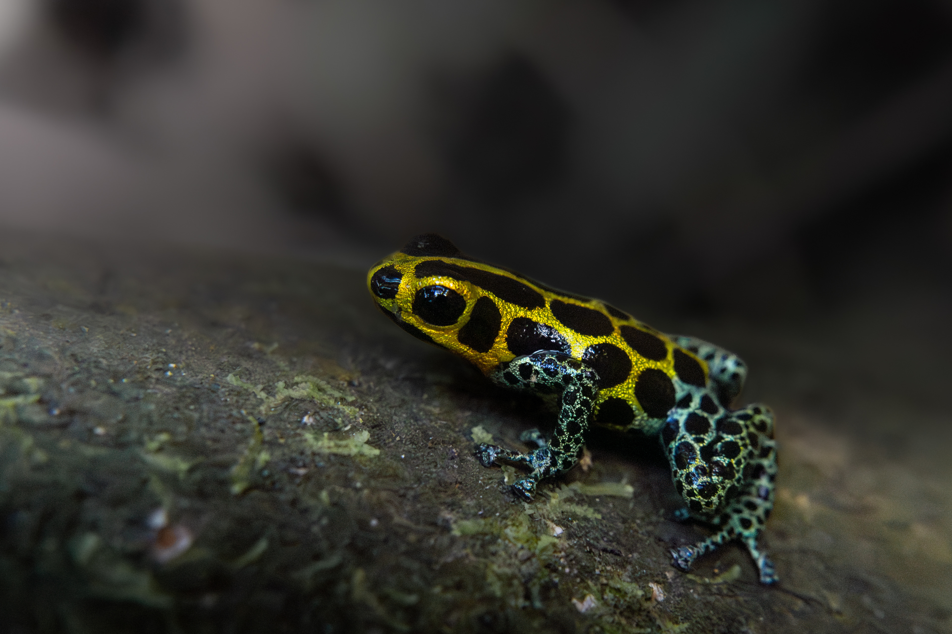 Ranitomeya imitator ''Tarapoto'', Peru