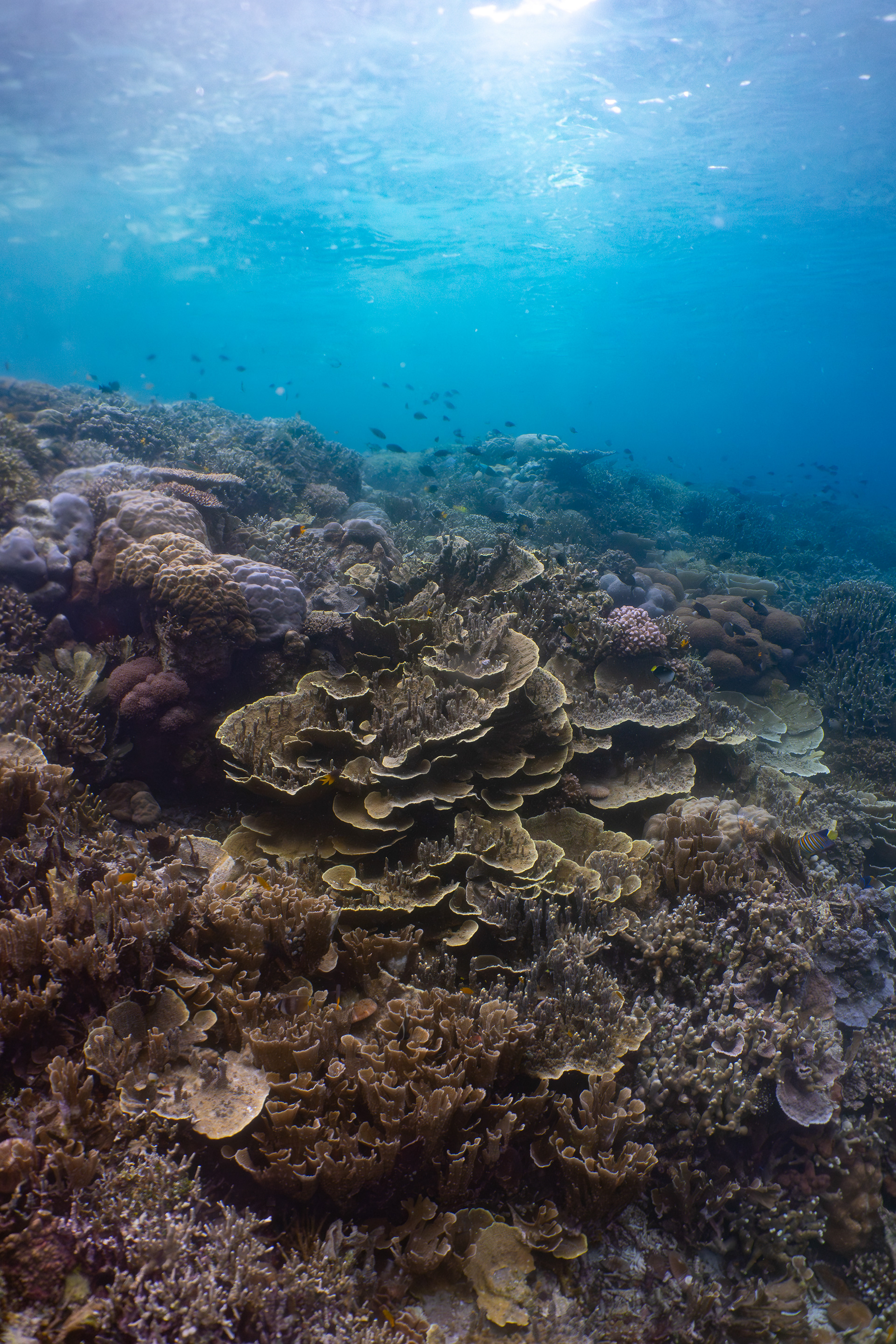 Coral reef, Indonesia