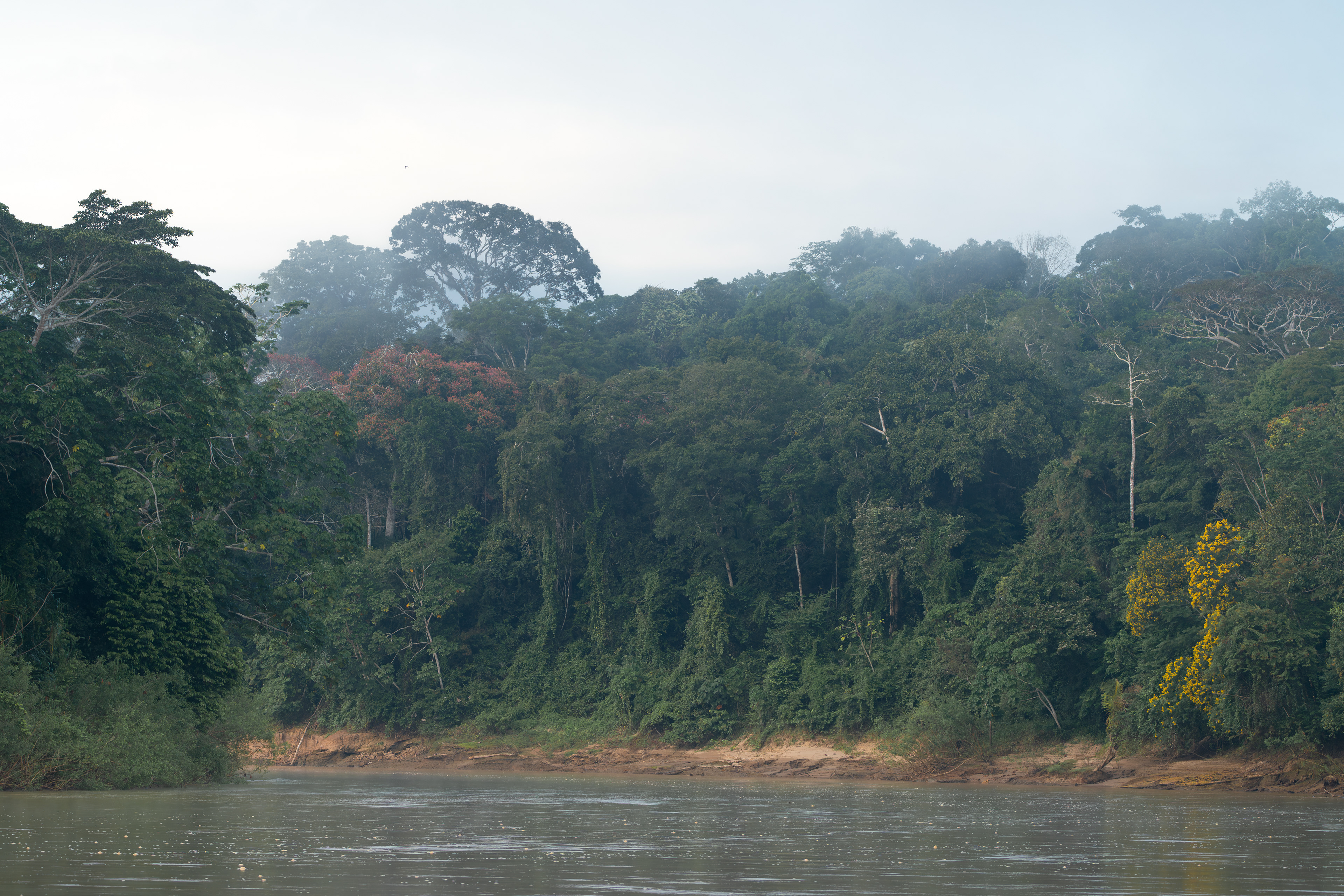 Madre de Dios, Peru