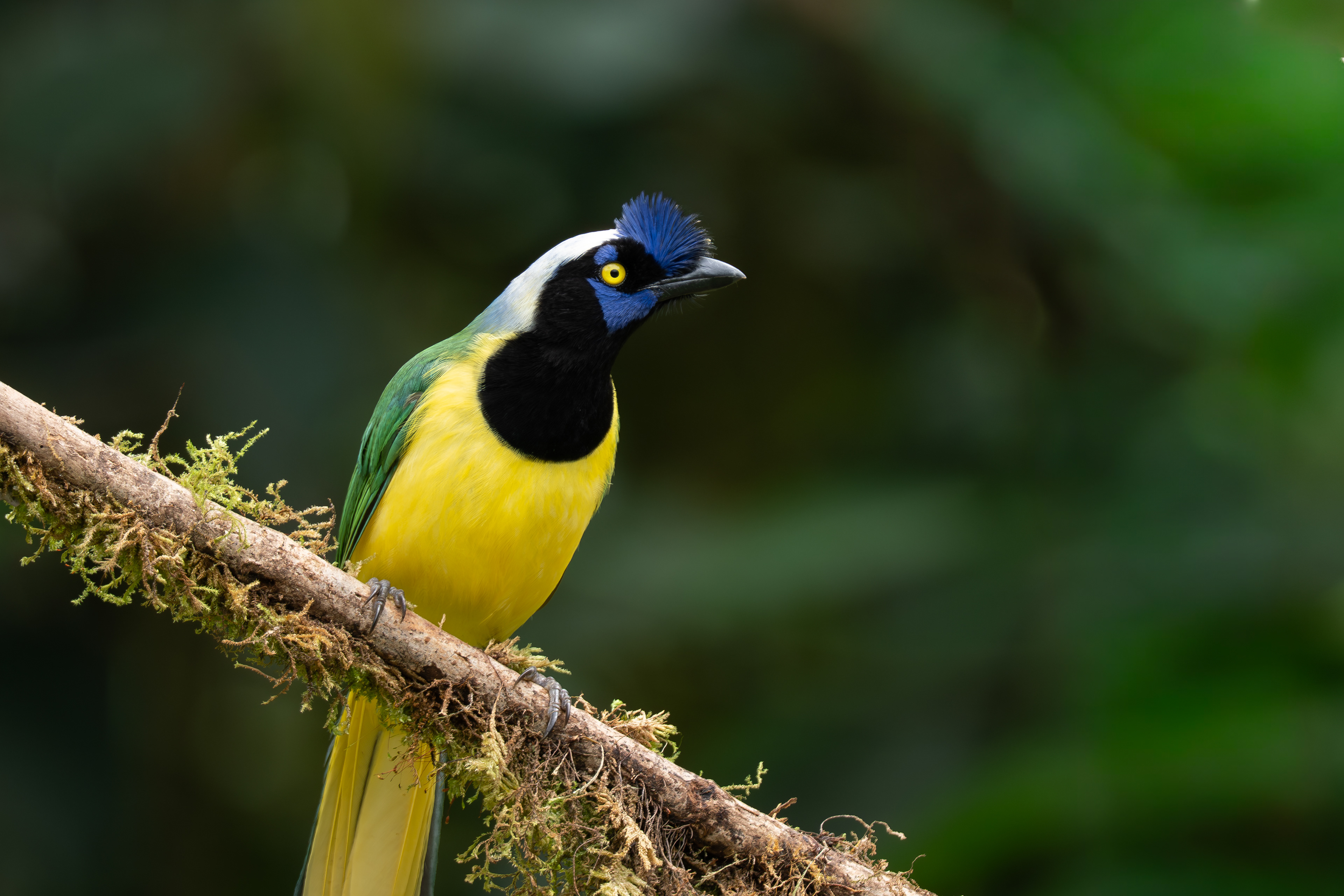 Green Jay, Colombia